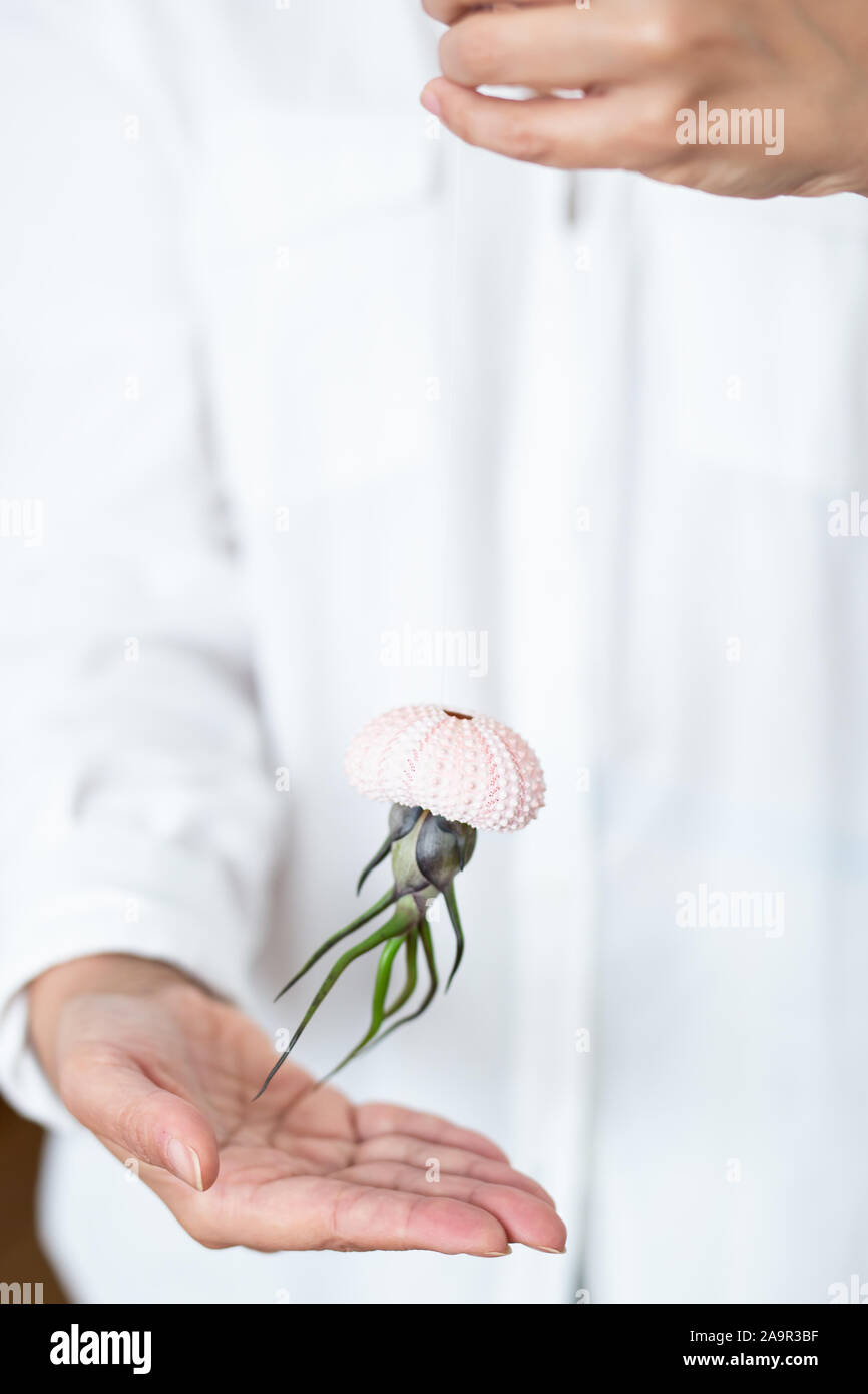 Tillandsia in your hands hi-res stock photography and images - Alamy