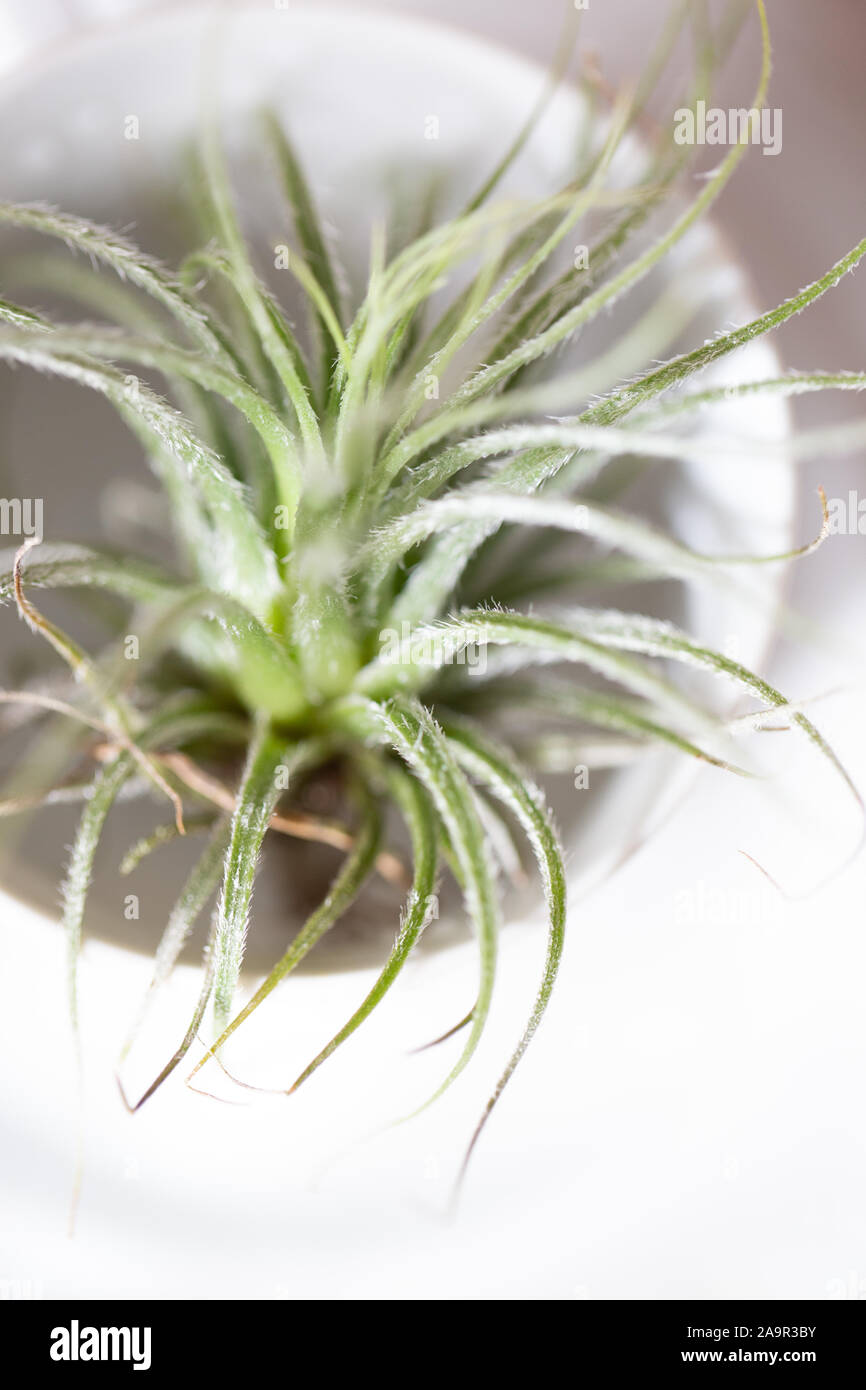 Tillandsia air plants hi-res stock photography and images - Alamy
