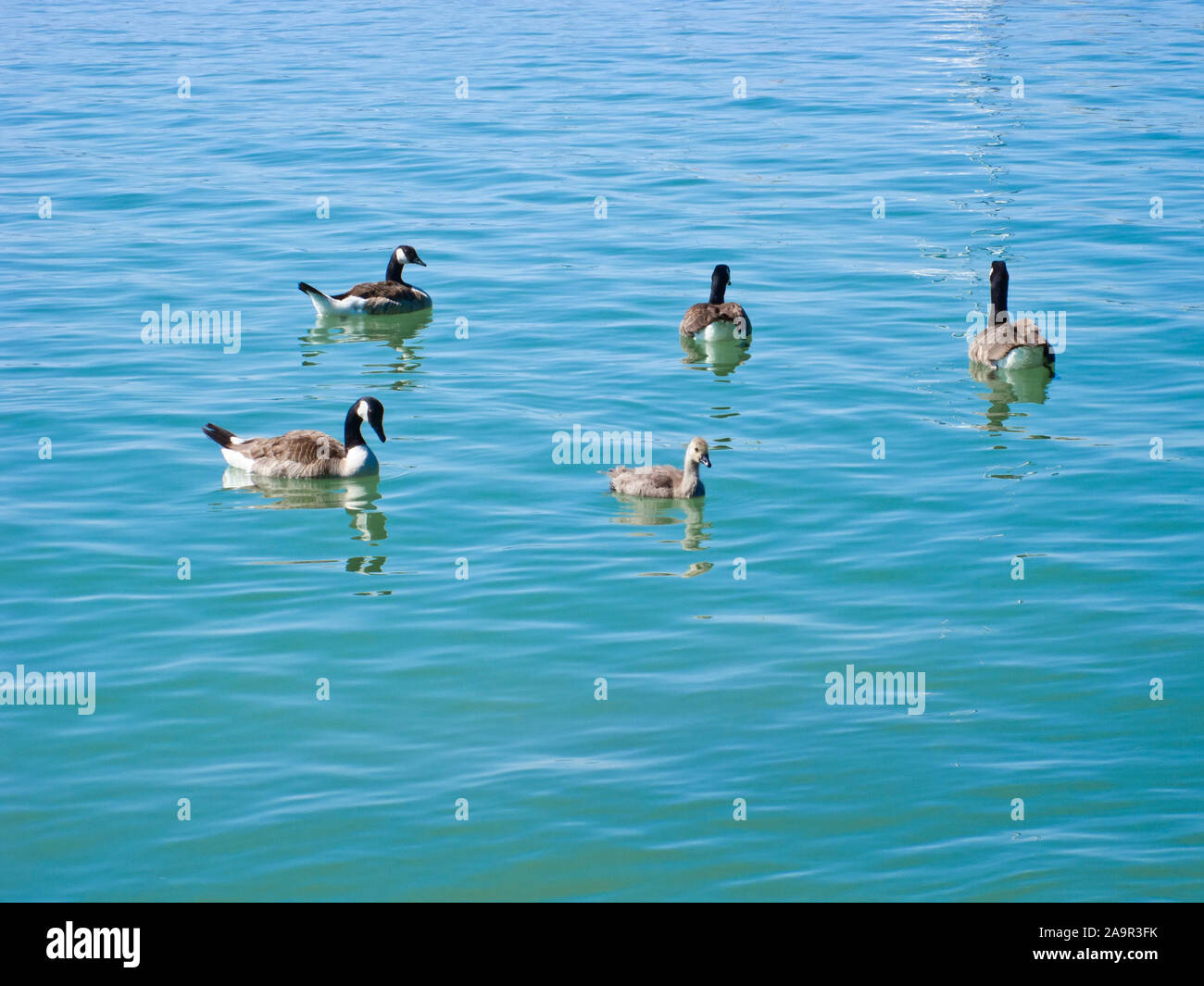 An image of some canadian geese in the lake Stock Photo - Alamy