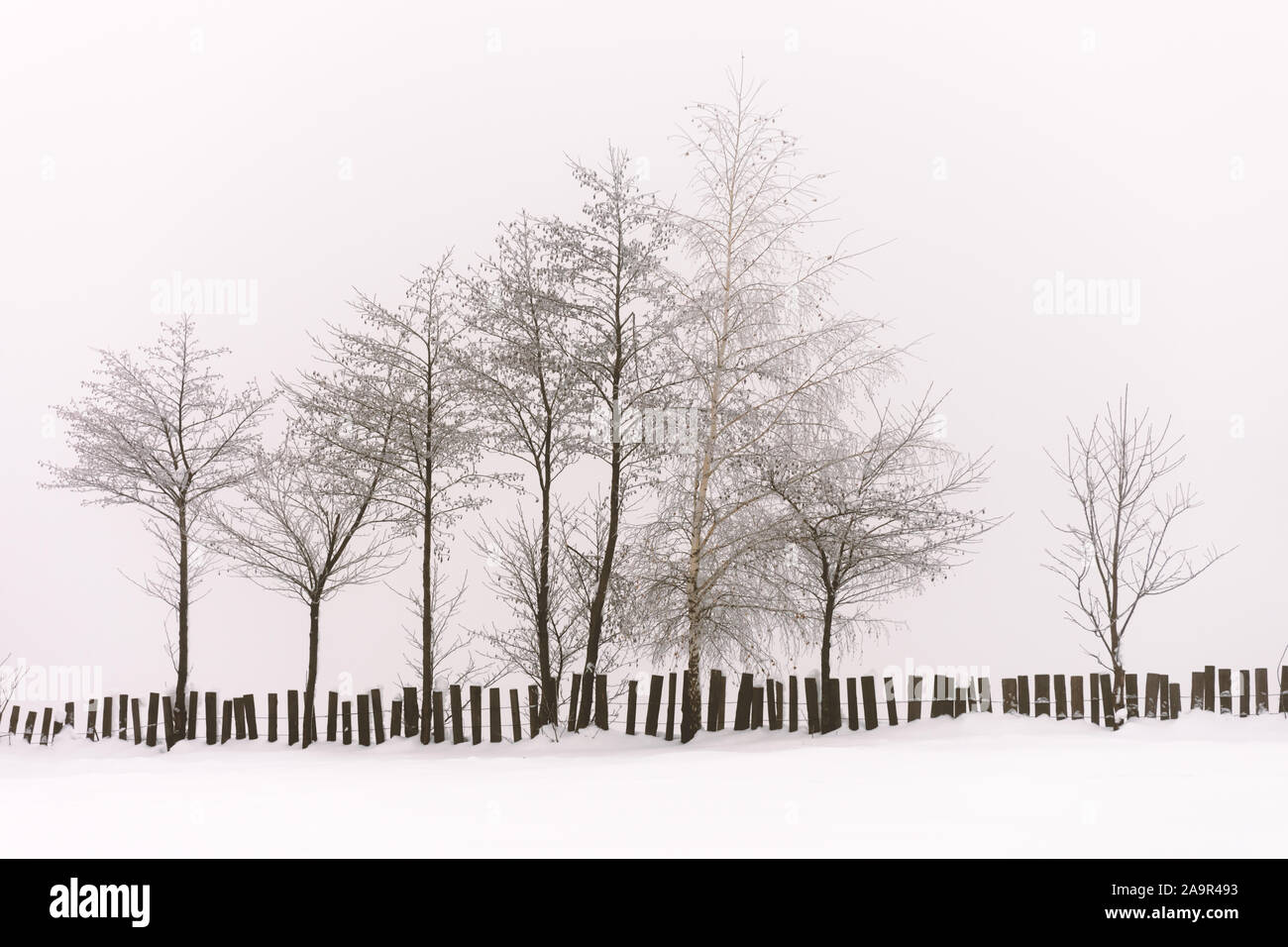 Minimalistic winter landscape in cloudy weather with snowy trees and wooden fence. Carpathian mountains, Landscape photography Stock Photo