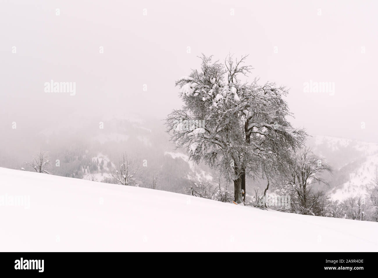 Minimalistic winter landscape in cloudy weather with snowy trees. Carpathian mountains, Landscape photography Stock Photo