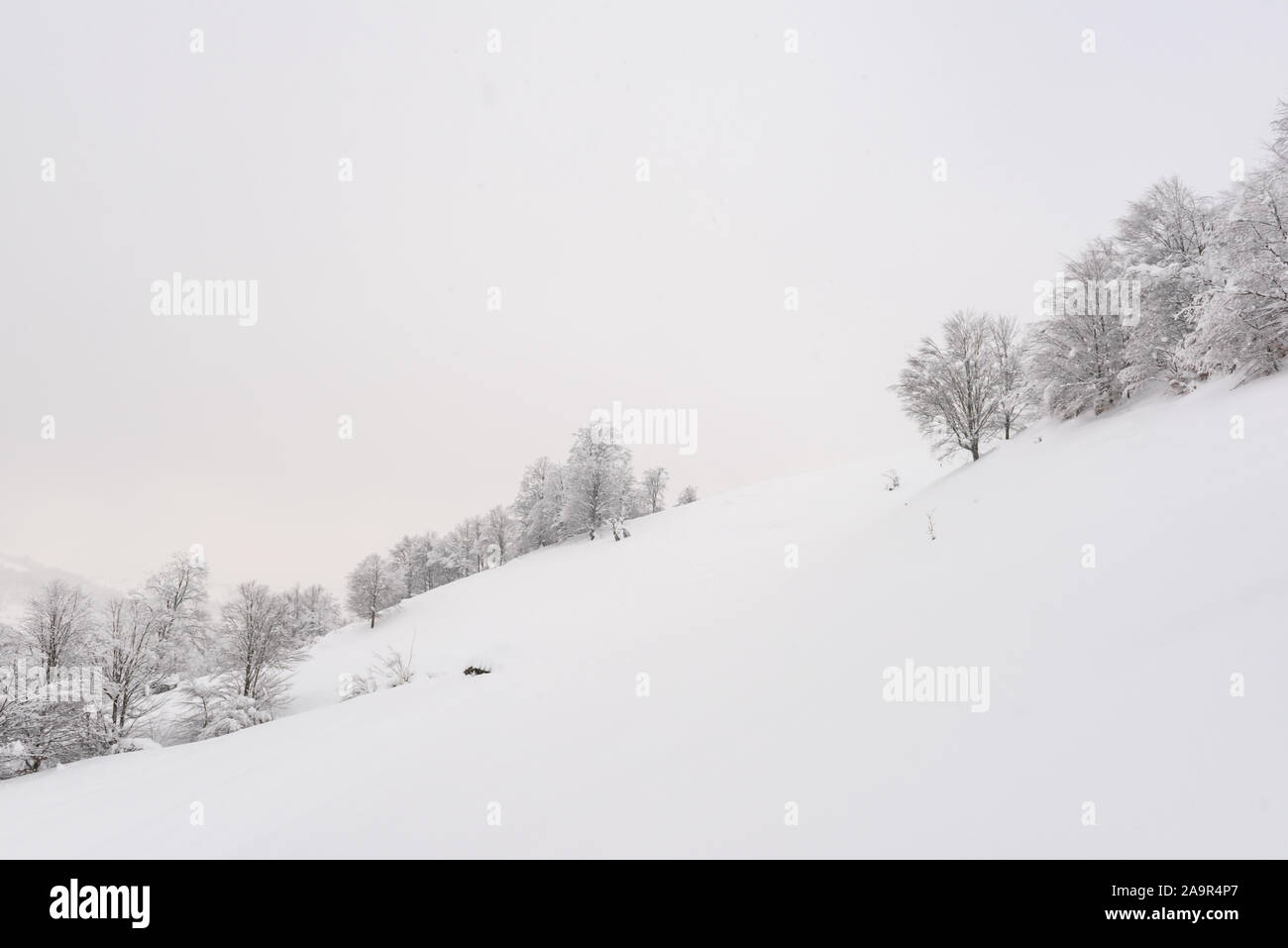 Minimalistic winter landscape in cloudy weather with snowy trees. Carpathian mountains, Landscape photography Stock Photo