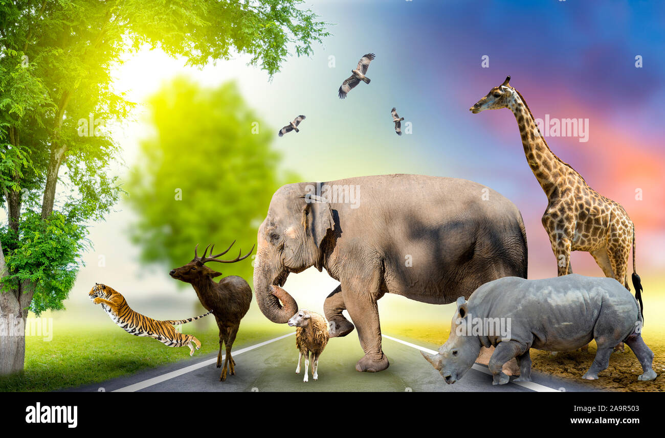 Wildlife Conservation Day Wild animals to the home. Or wildlife protection Stock Photo