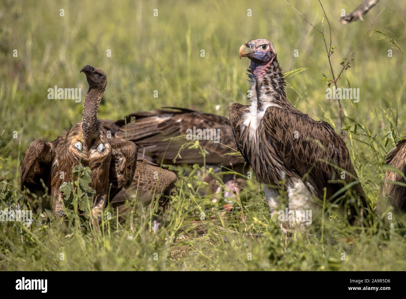 Large Lappet-faced vulture (Torgos tracheliotus) with pink head dominating White-backed vultures (Gyps africanus) at cadaver in Kruger national park S Stock Photo