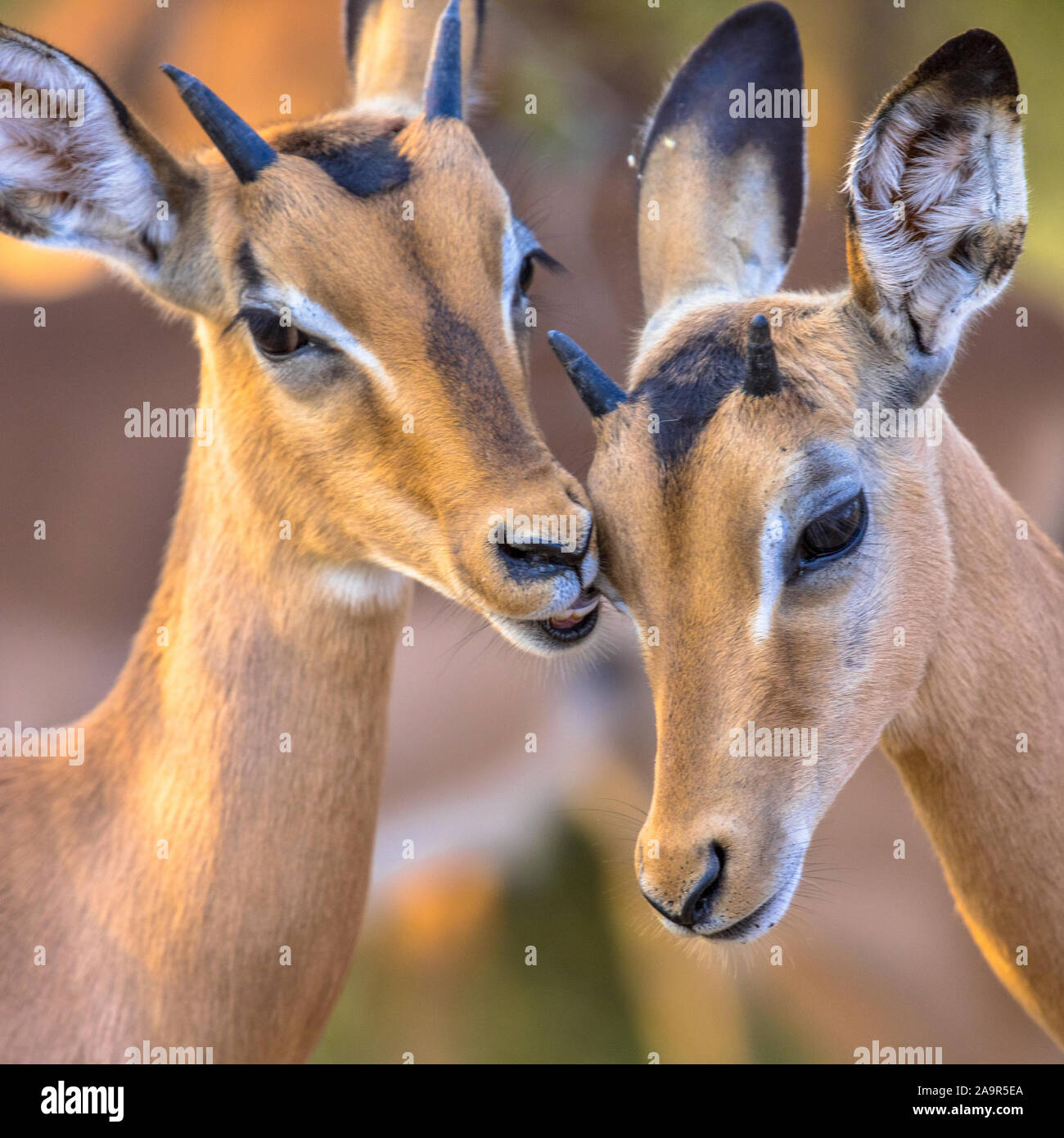 Young impala in kruger hi-res stock photography and images - Alamy