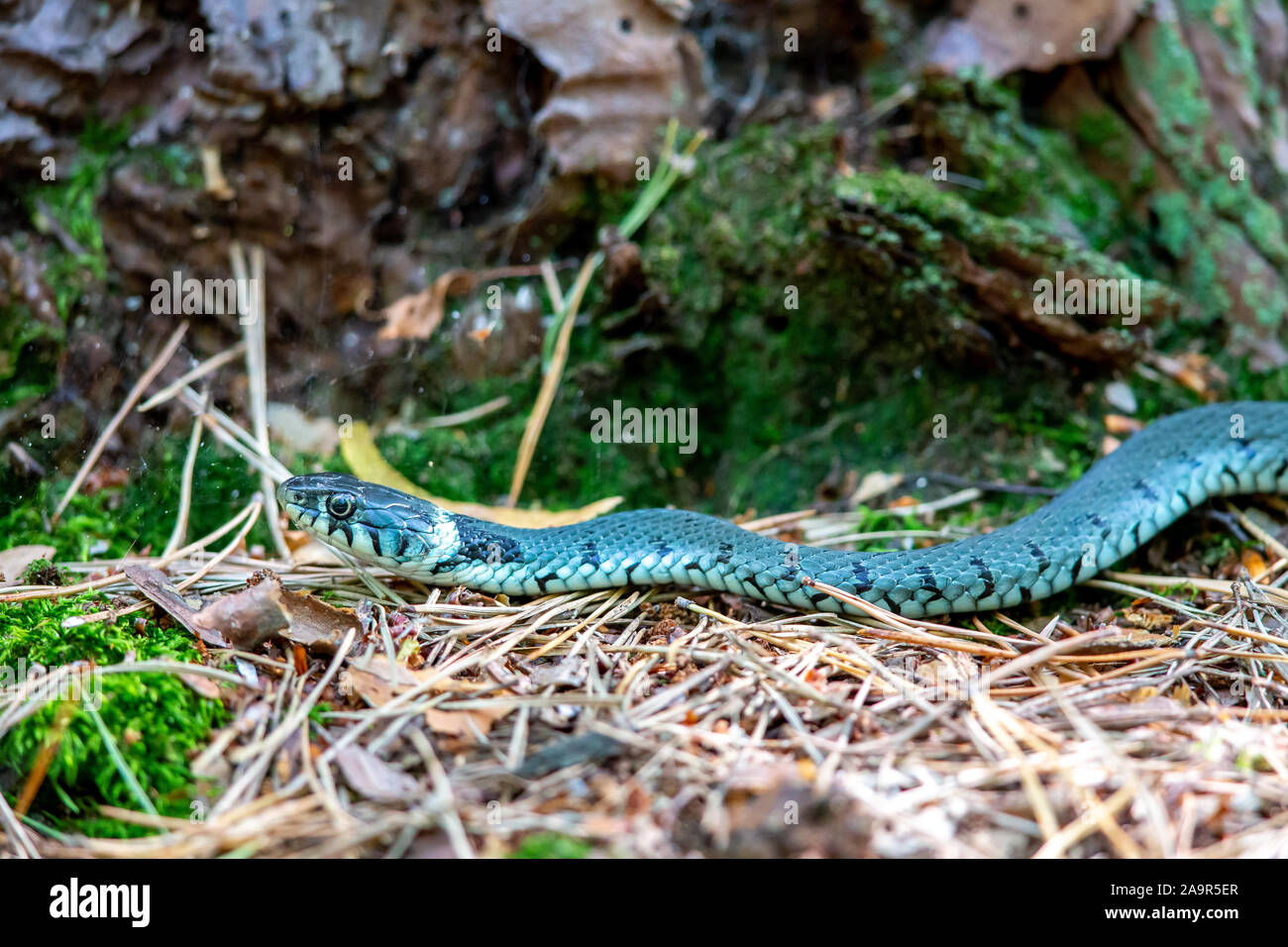 Grass Snake Natrix Natrix On The Forest Floor In The Nature