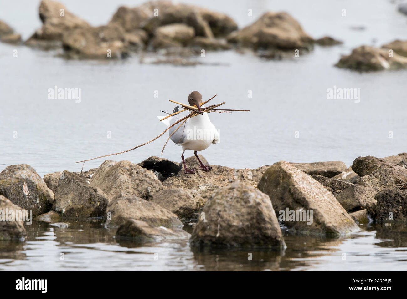 Black-headed gull (Chroicocephalus ridibundus) standing with a beak full of nesting material isolated outdoors at a wetlands nature reserve, UK. Stock Photo