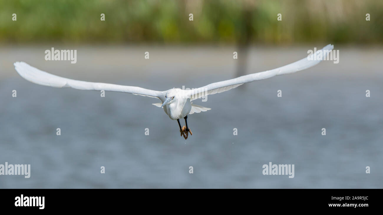 Front view UK little egret bird (Egretta garzetta) isolated in flight flying over water, wings outstretched, heading towards camera. Wetland UK egrets Stock Photo