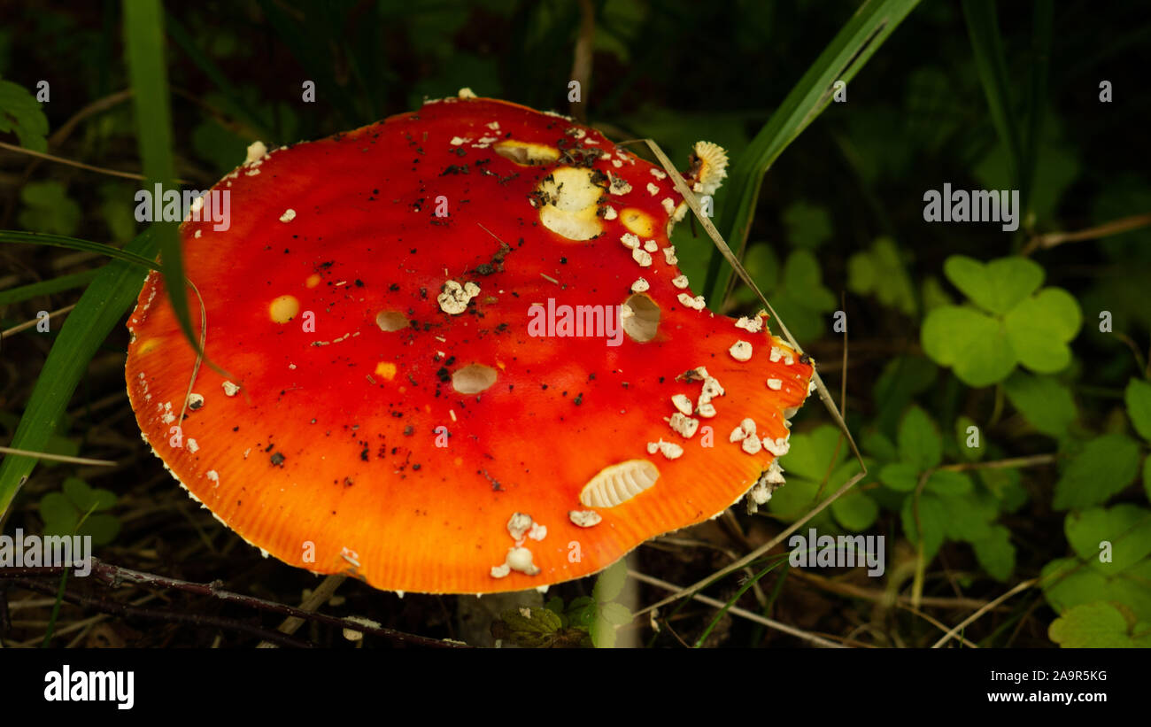 small red mushroom amanita in green grass Stock Photo