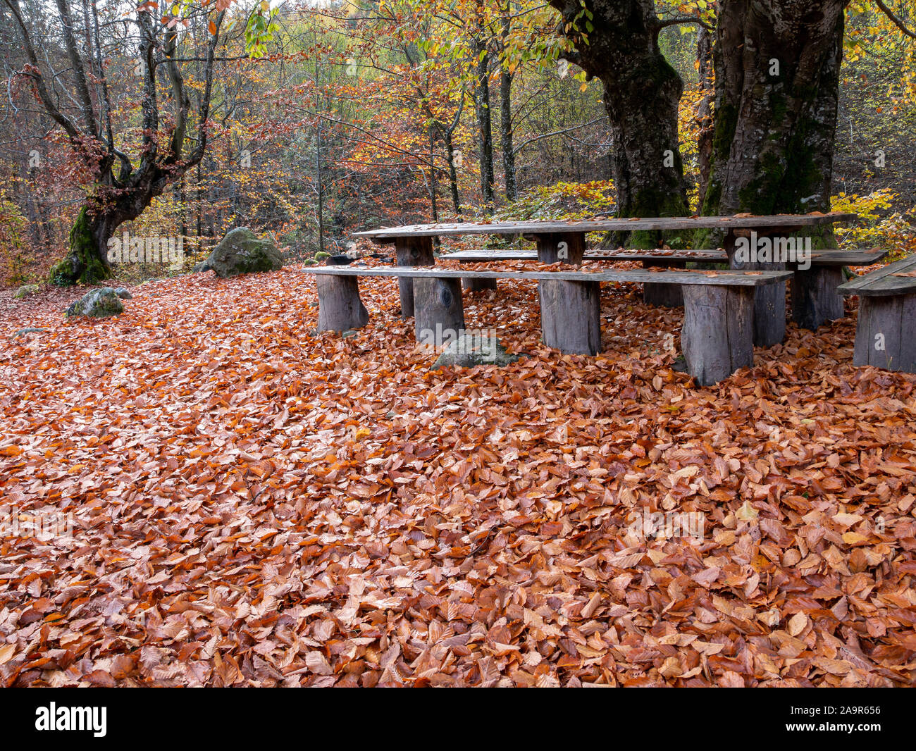 Picnic place in Stara Planina, Bulgaria. Autumn, November. Fallen leaves from centuries-old trees have covered the ground. Wooden primitive table and Stock Photo
