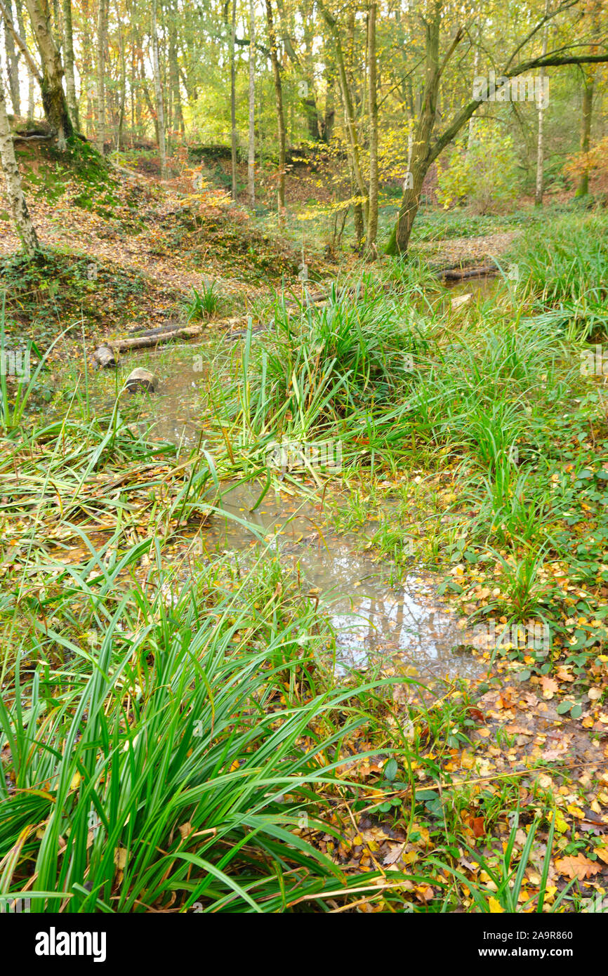 Mardley Heath woodlands in Hertfordshire United Kingdom Stock Photo Alamy