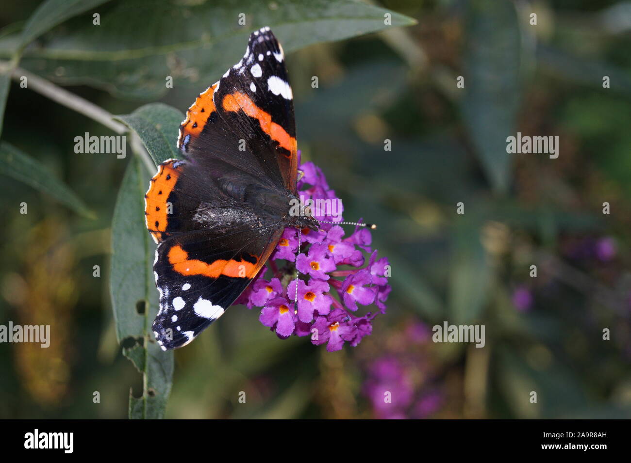 Buddleja davidii the Butterfly bush Stock Photo - Alamy