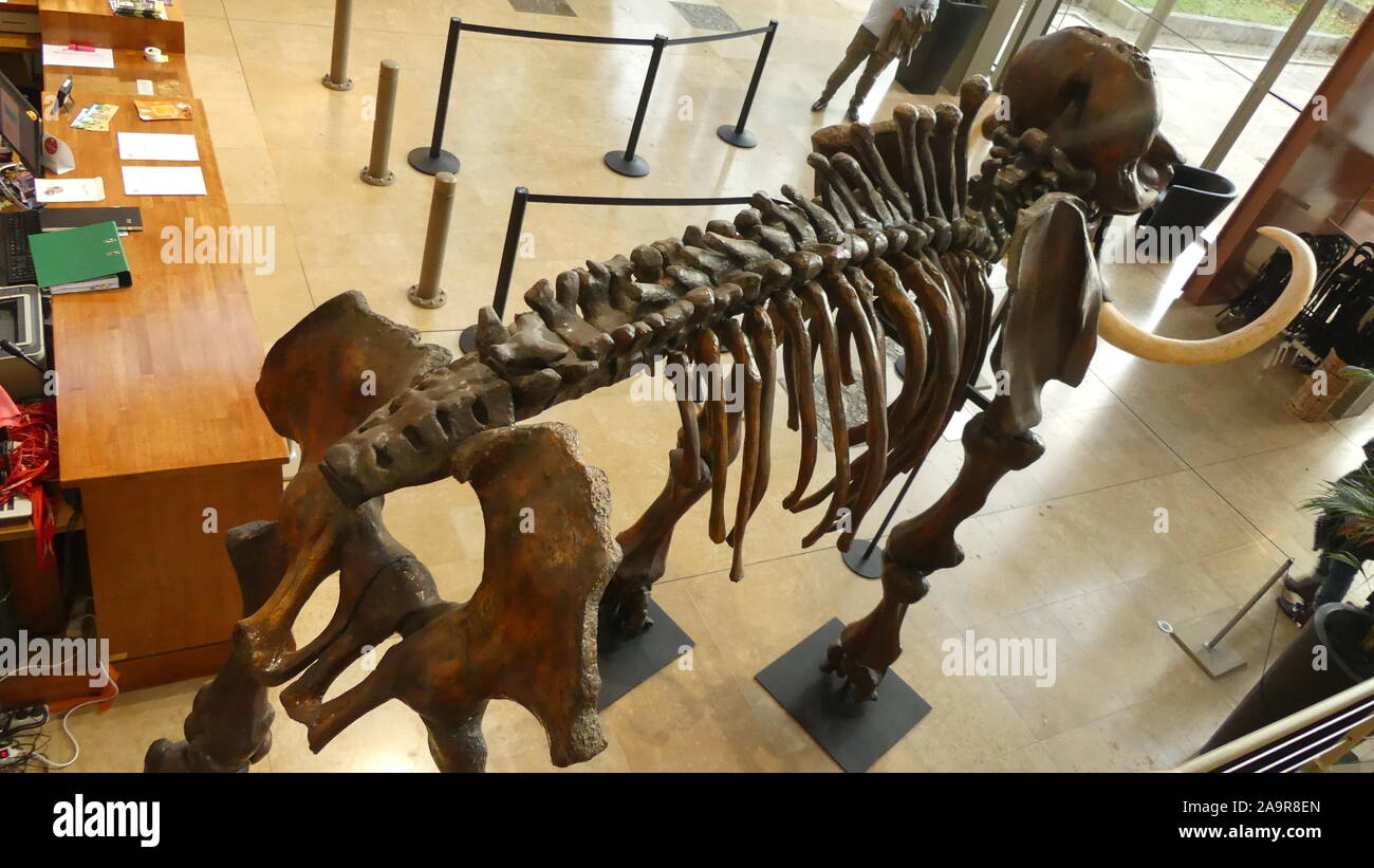 At the 'Musee des Tumulus de Bougon' (Deux Sevres)  Exhibition 'At the Tlme of the Mammoths ' Stock Photo