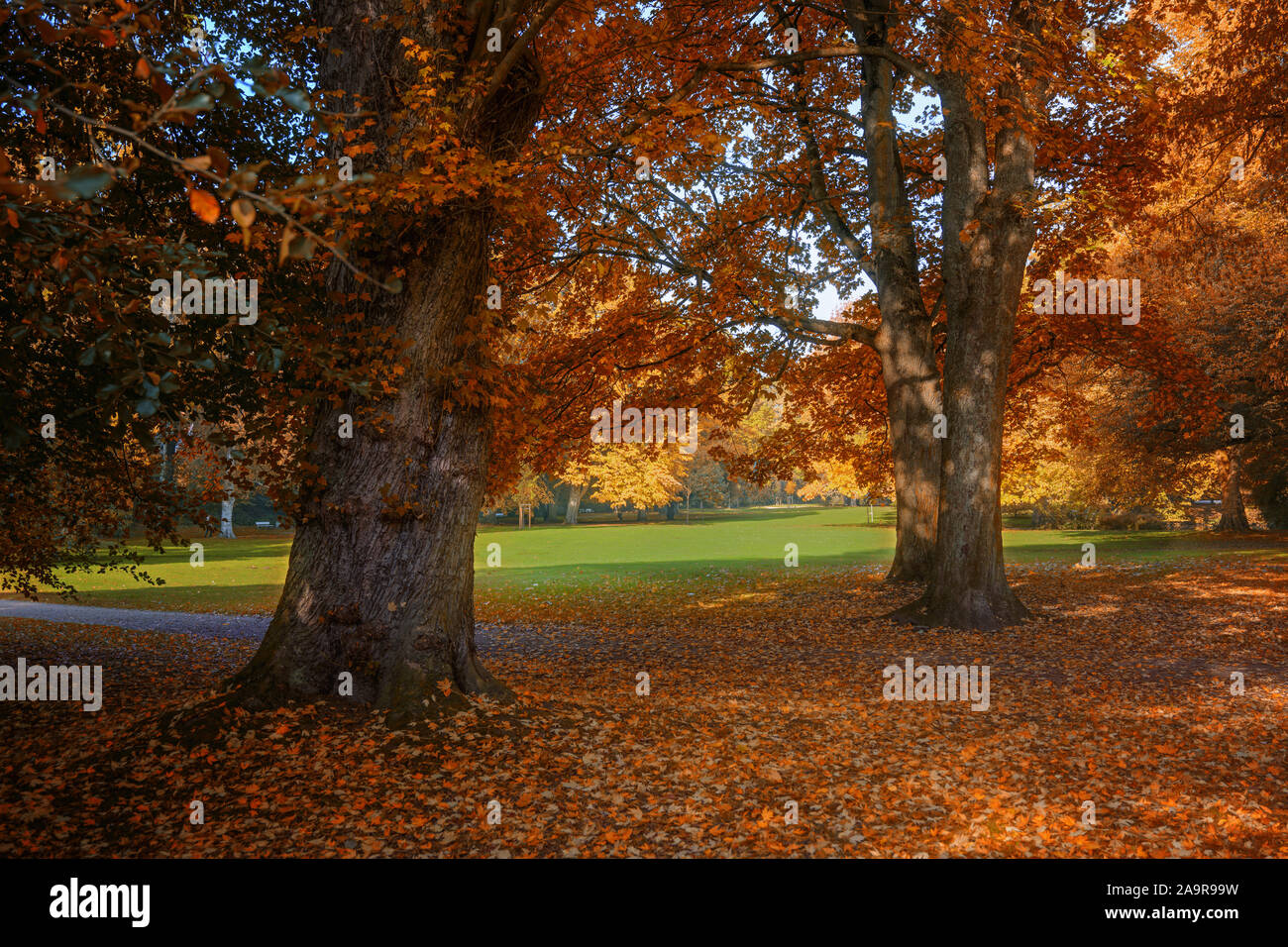 red and golden autumn colors on the tree foliage in a park, seasonal landscape Stock Photo