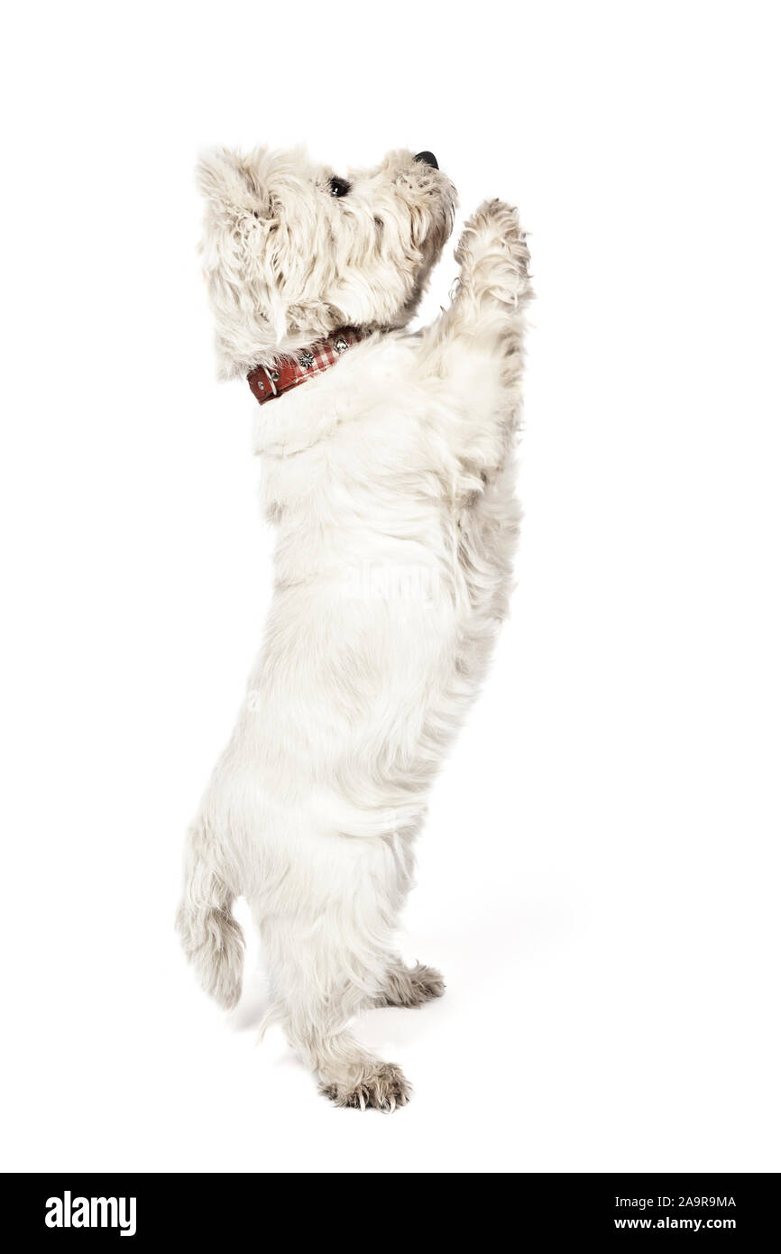 An image of a nice white Terrier Stock Photo