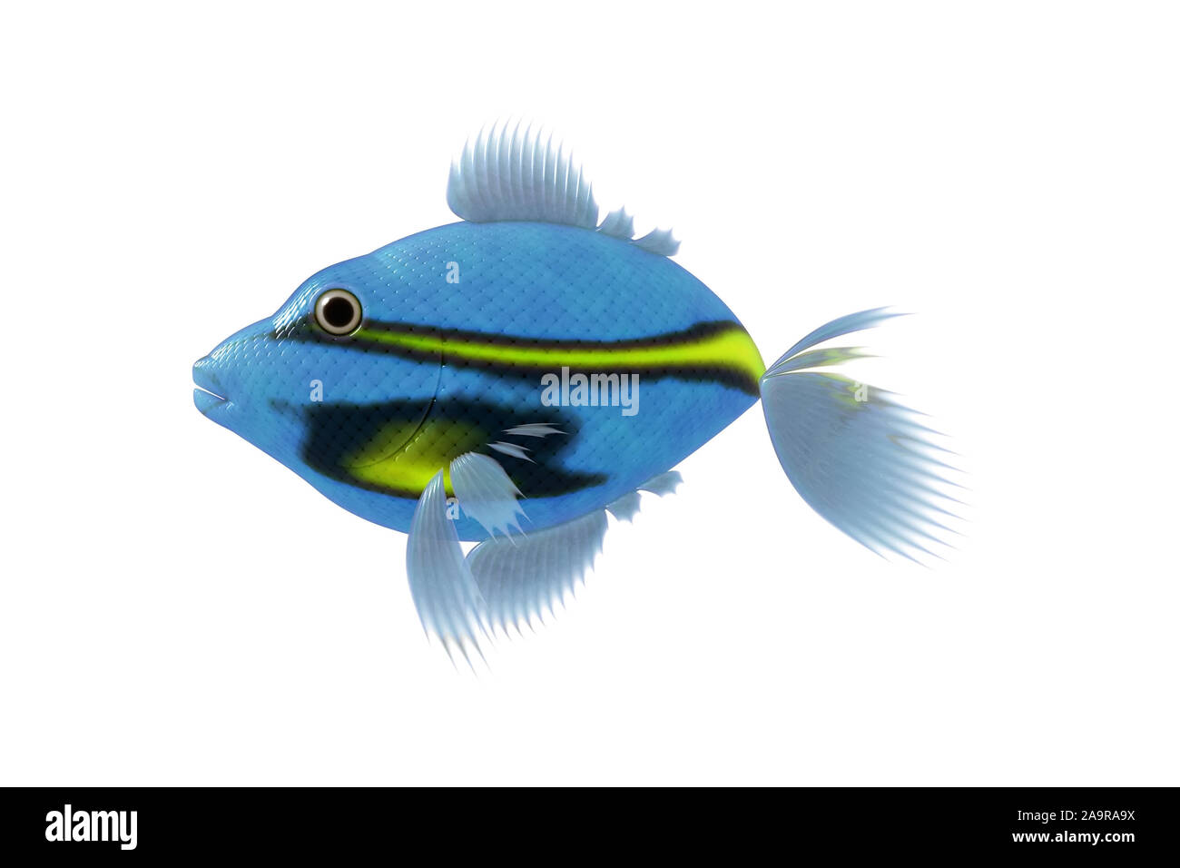 Ein schoener blauer Fisch vor weissem Hintergrund Stock Photo