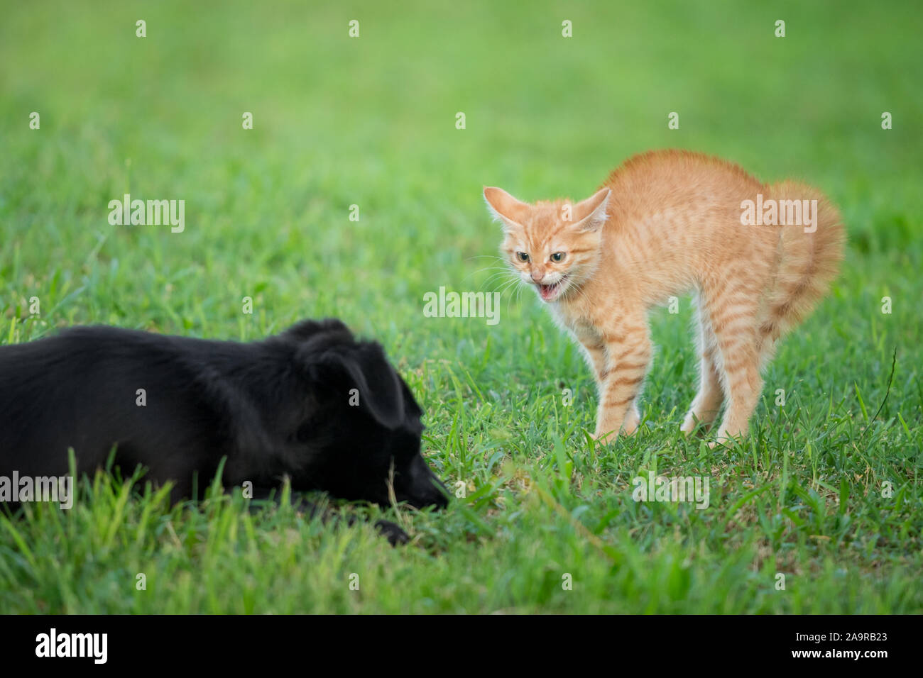 Scaredy kat hi-res stock photography and images - Alamy