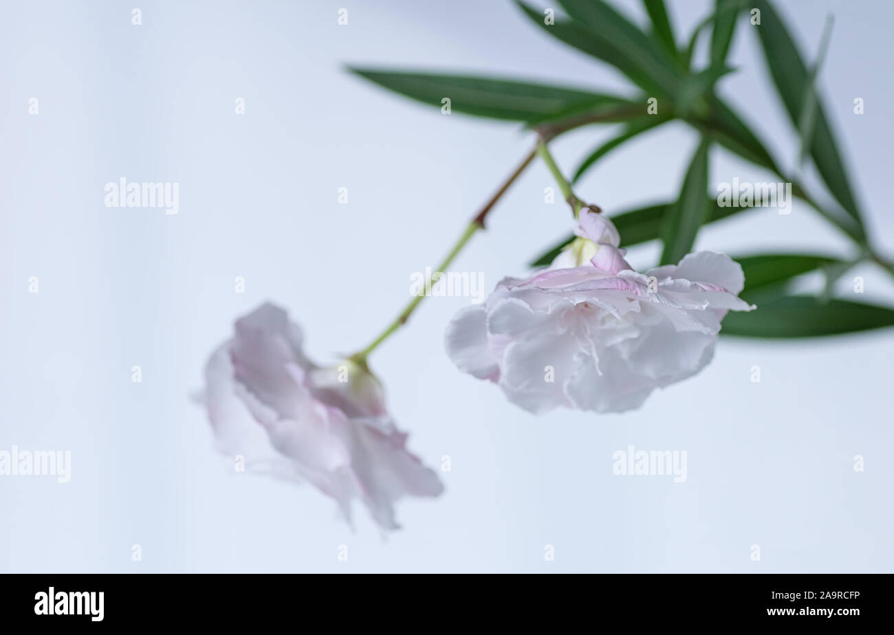Blooming white nerium oleander. Selective focus. Two flowers close-up. Stock Photo