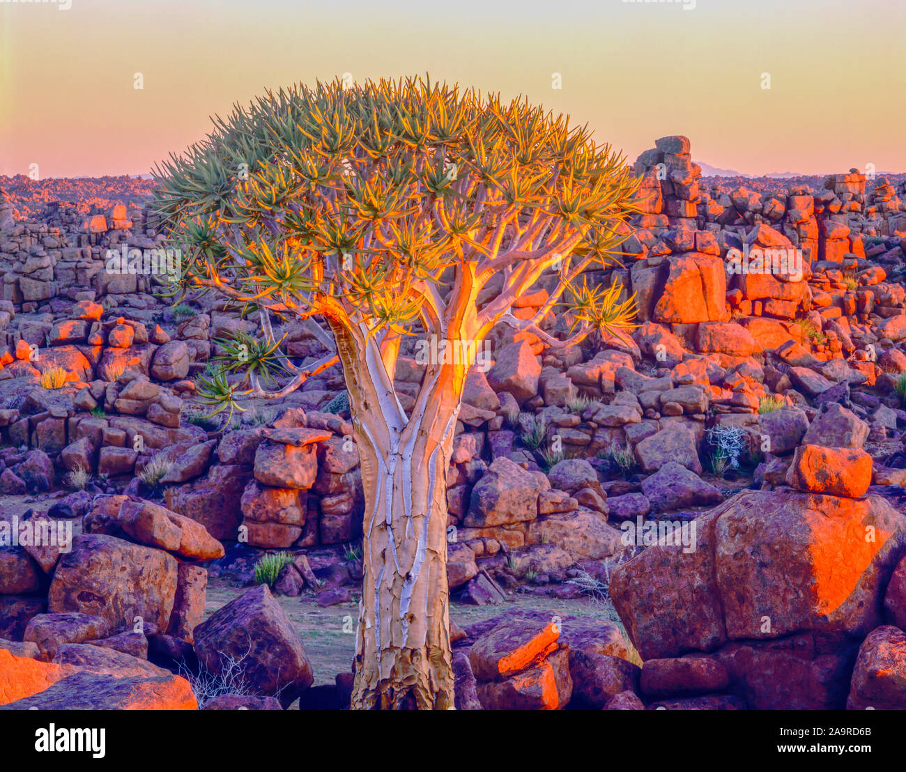 Giant's Playground National Preserve, Namibia, Africa, Kookerboom Tree. ALoe Dichotoma Stock Photo