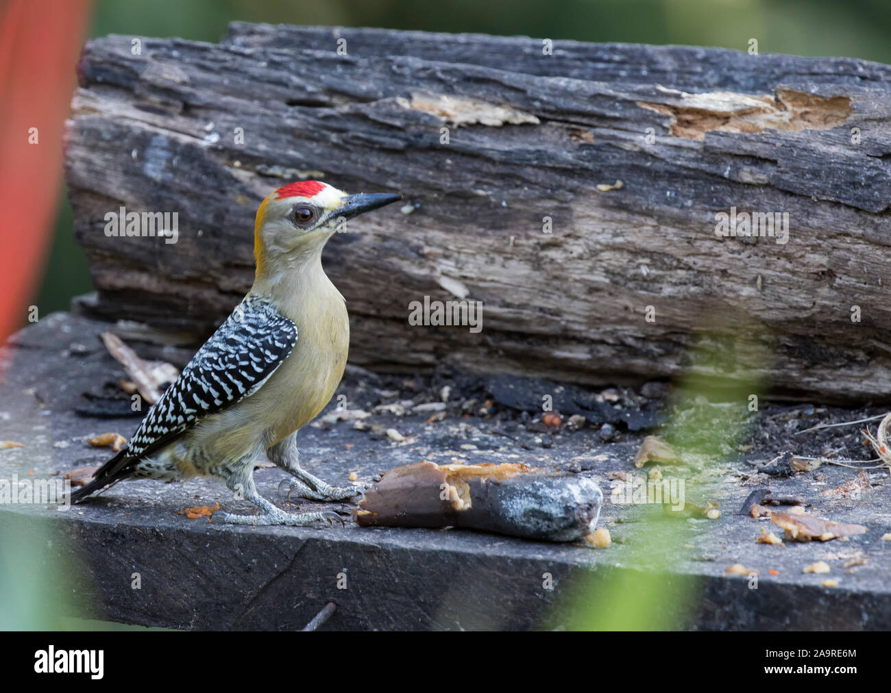 Hoffman's Woodpecker Stock Photo
