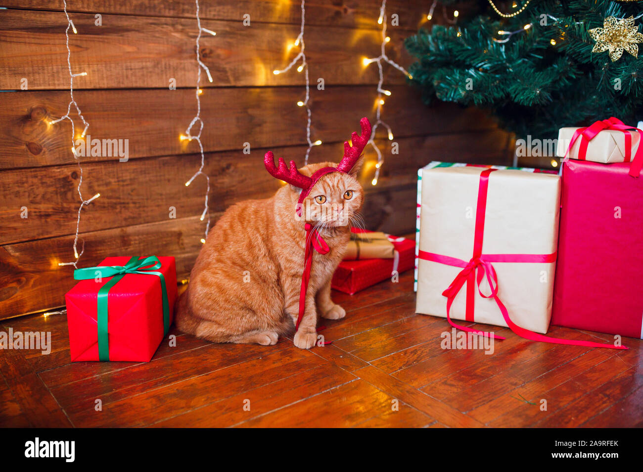 Christmas cat. Ginger british cat in red deer horns sitting under