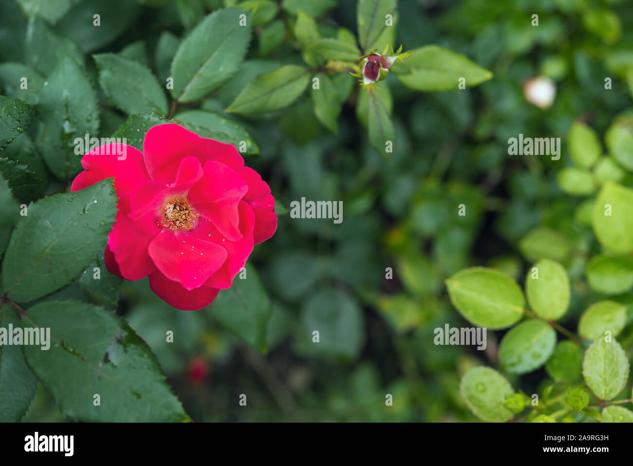 Rose Themed High Resolution Stock Photography And Images Alamy