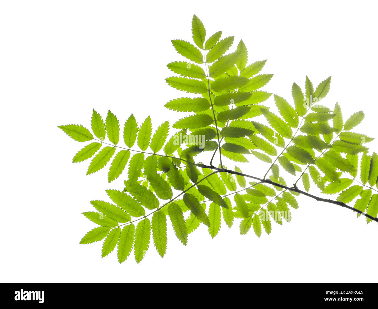 Eine Nahaufnahme eines gruenen Blattes vor weissem Hintergrund Stock Photo