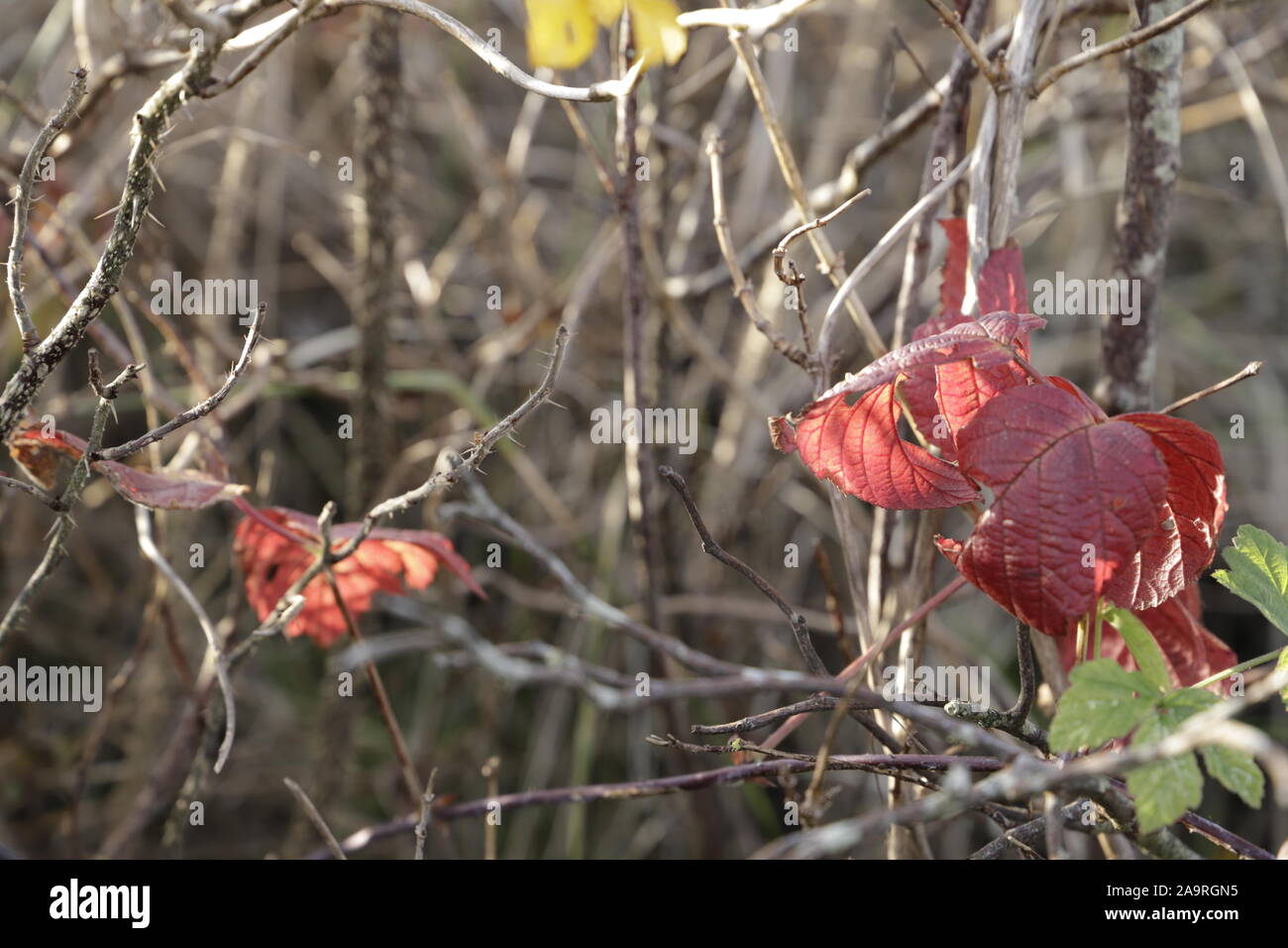 The sun shines through the leaves, autumn colors of the rosa rusgosa Stock Photo