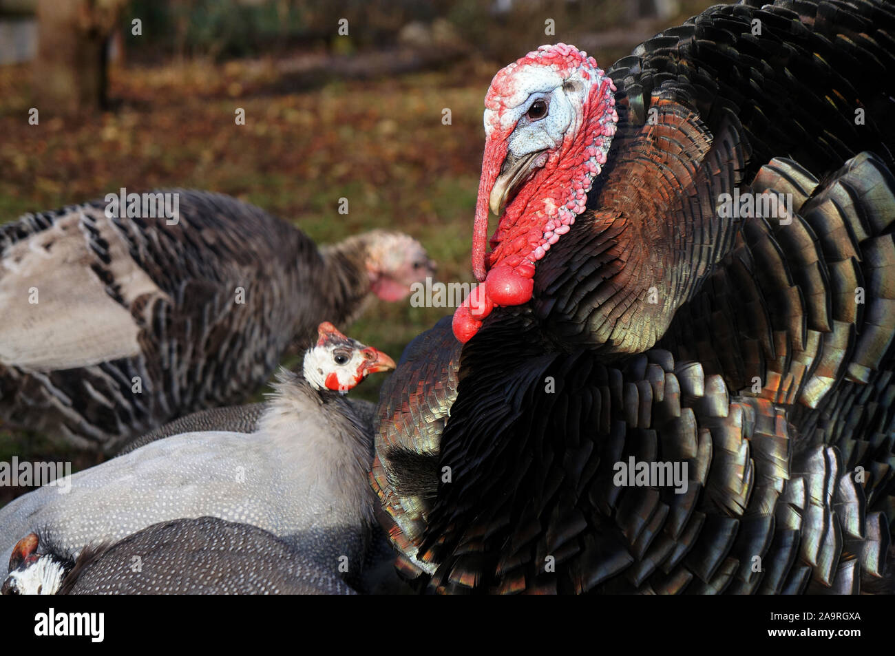 Turkey with guinea fowl Stock Photo