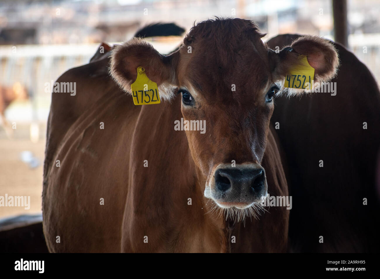 Portrait of a cow Stock Photo