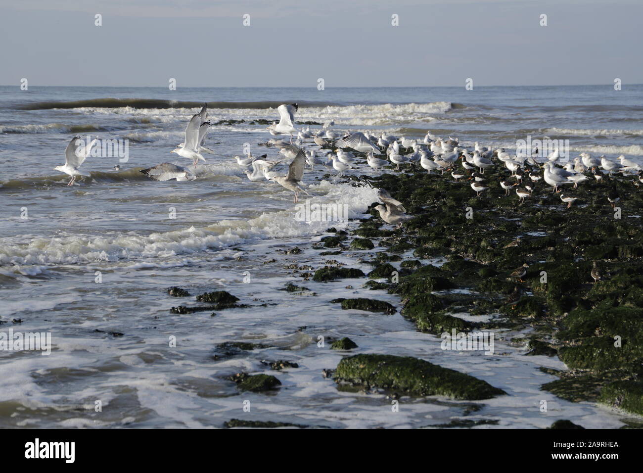 Different kind of seagulls on a pier and flying in the sky Stock Photo