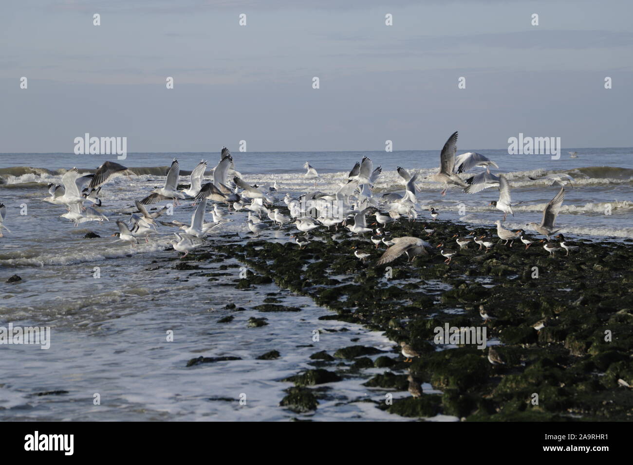 Different kind of seagulls on a pier and flying in the sky Stock Photo