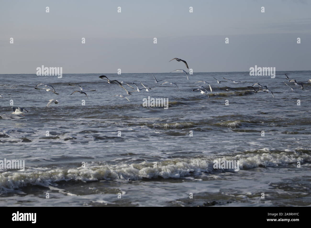 Different kind of seagulls on a pier and flying in the sky Stock Photo