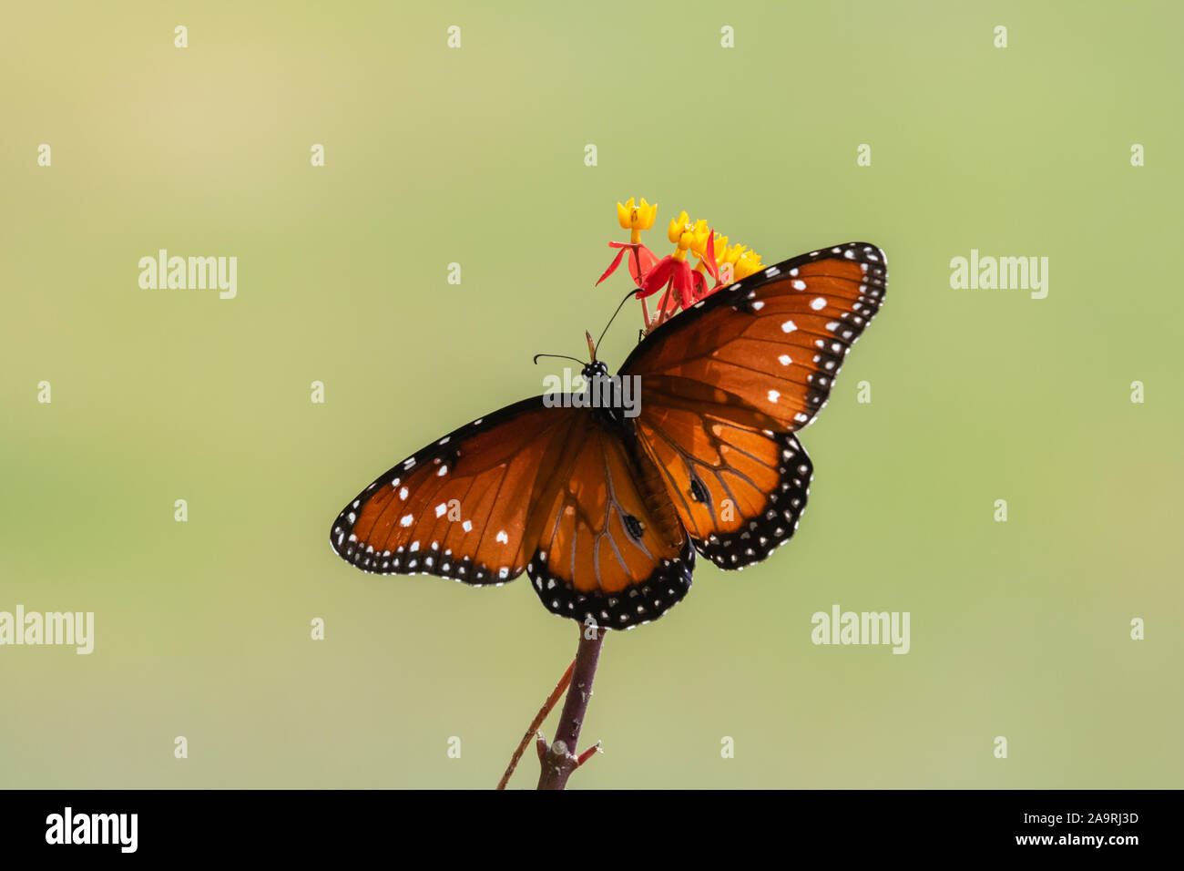 Queen butterfly on the butterfly bush Stock Photo