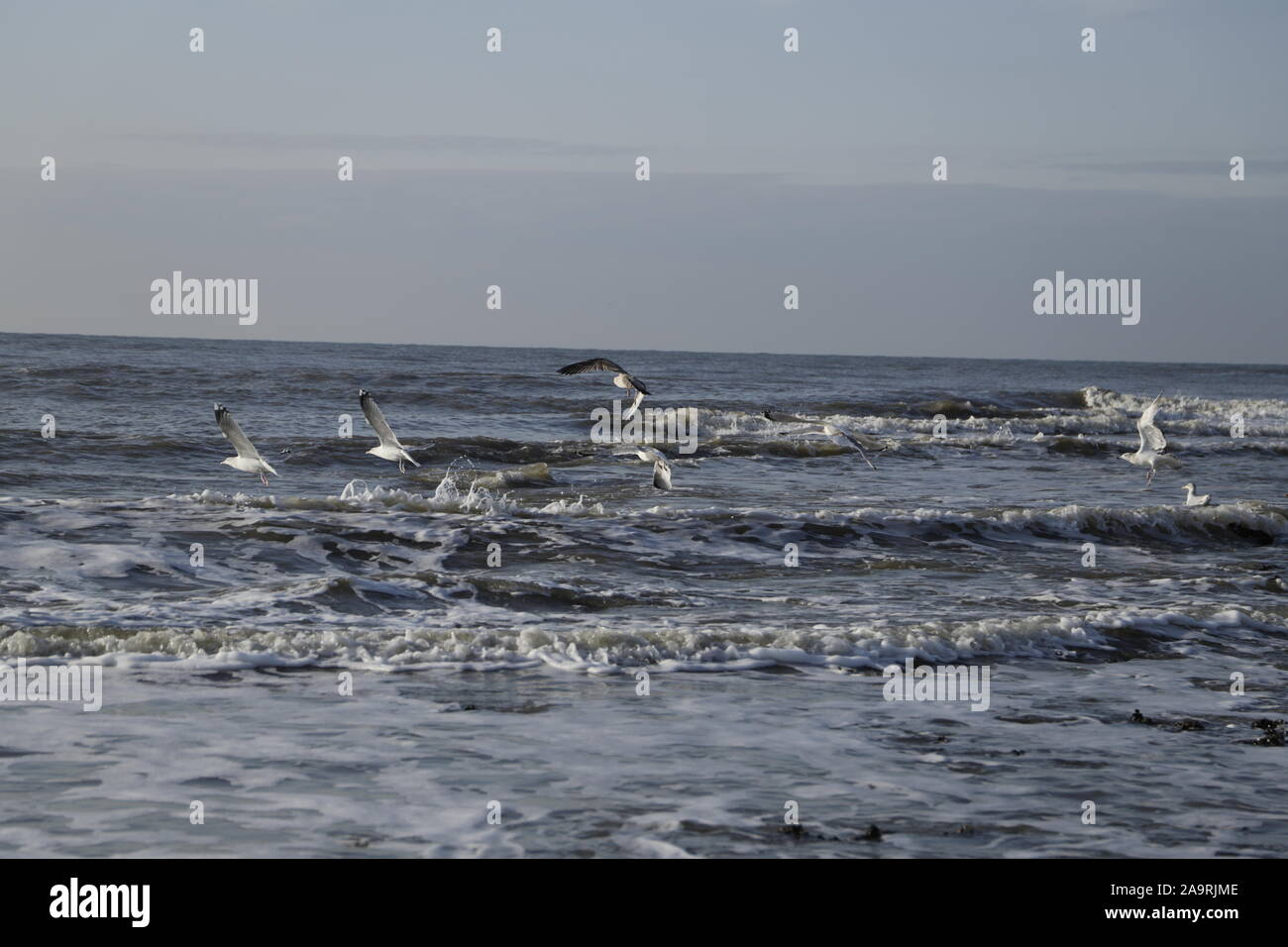 Different kind of seagulls on a pier and flying in the sky Stock Photo
