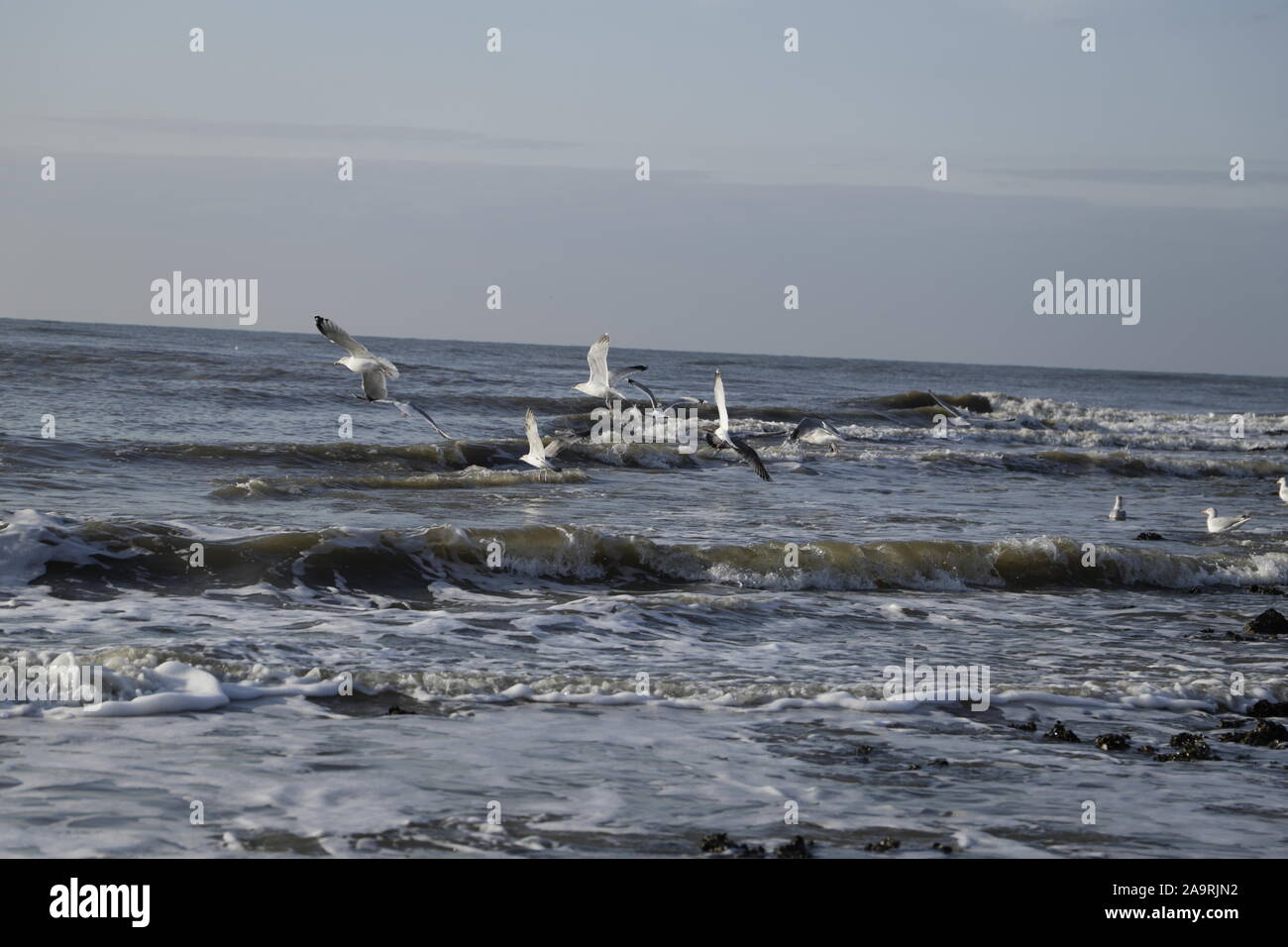 Different kind of seagulls on a pier and flying in the sky Stock Photo