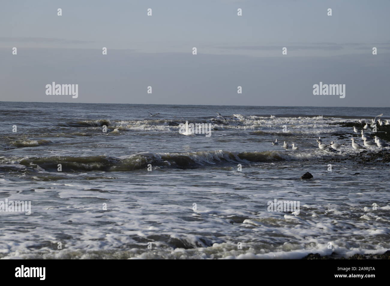 Different kind of seagulls on a pier and flying in the sky Stock Photo