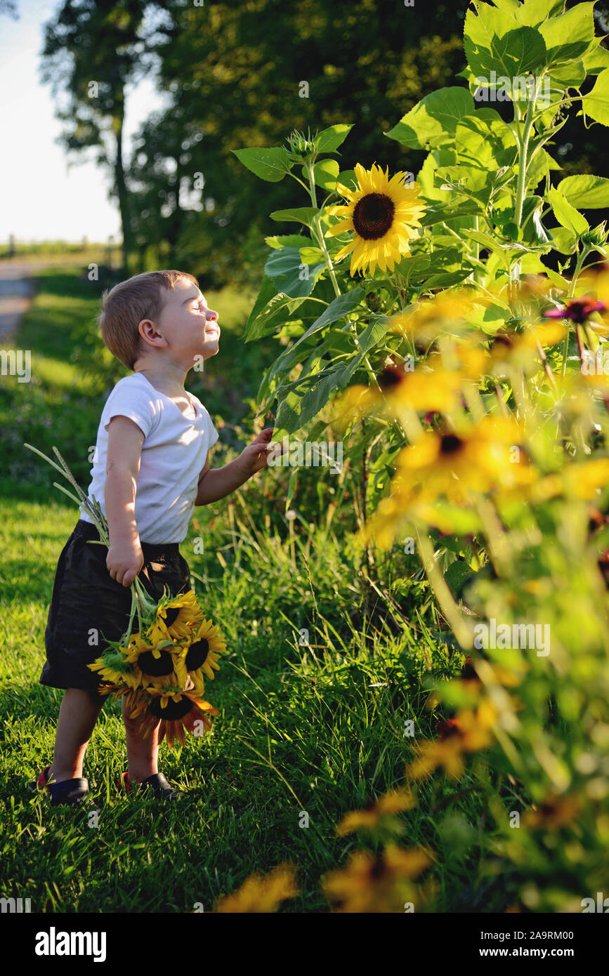boy holding sunflowers Stock Photo