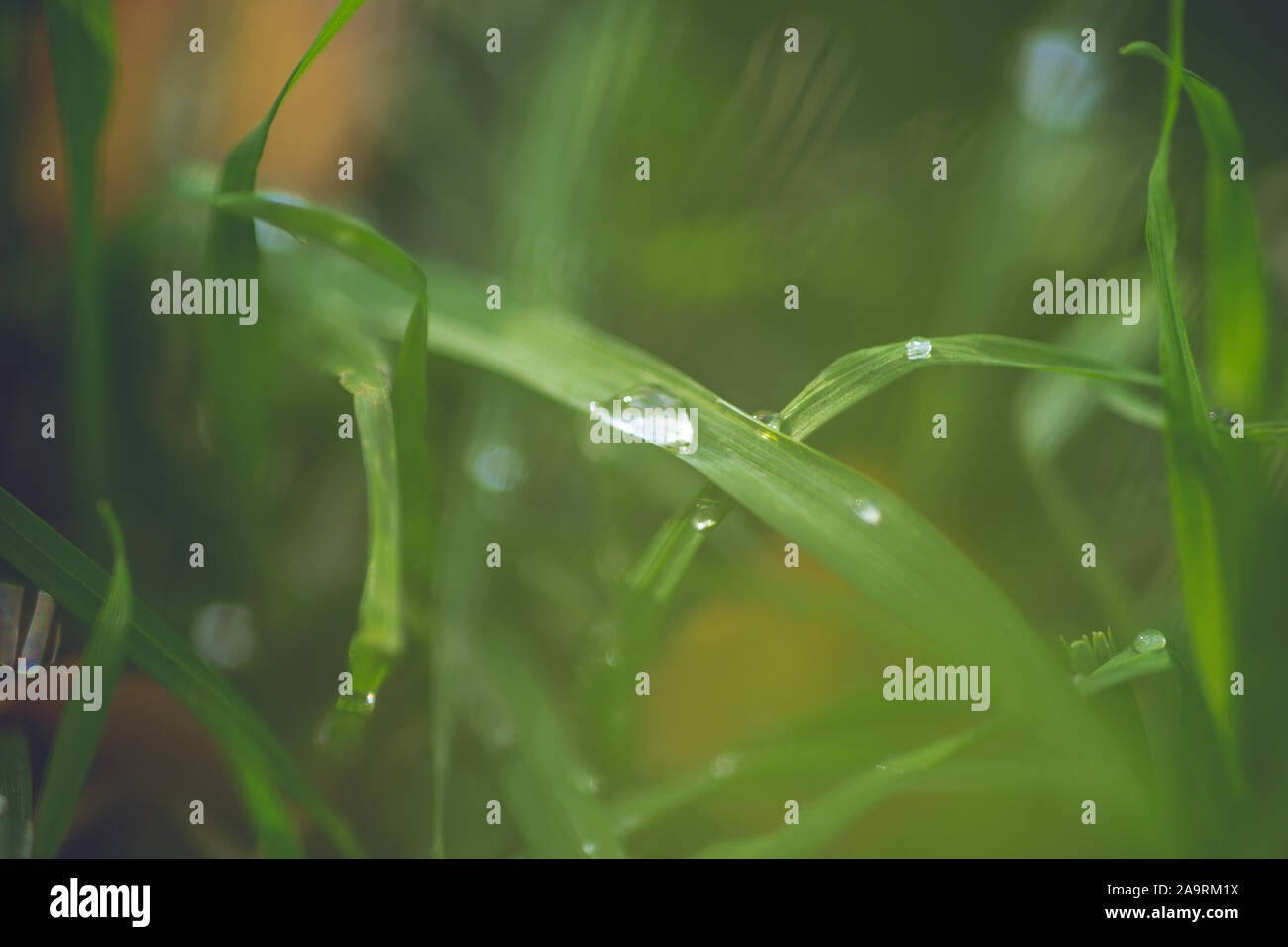 Rain drops on the fresh green grass, macro closeup. Stock Photo