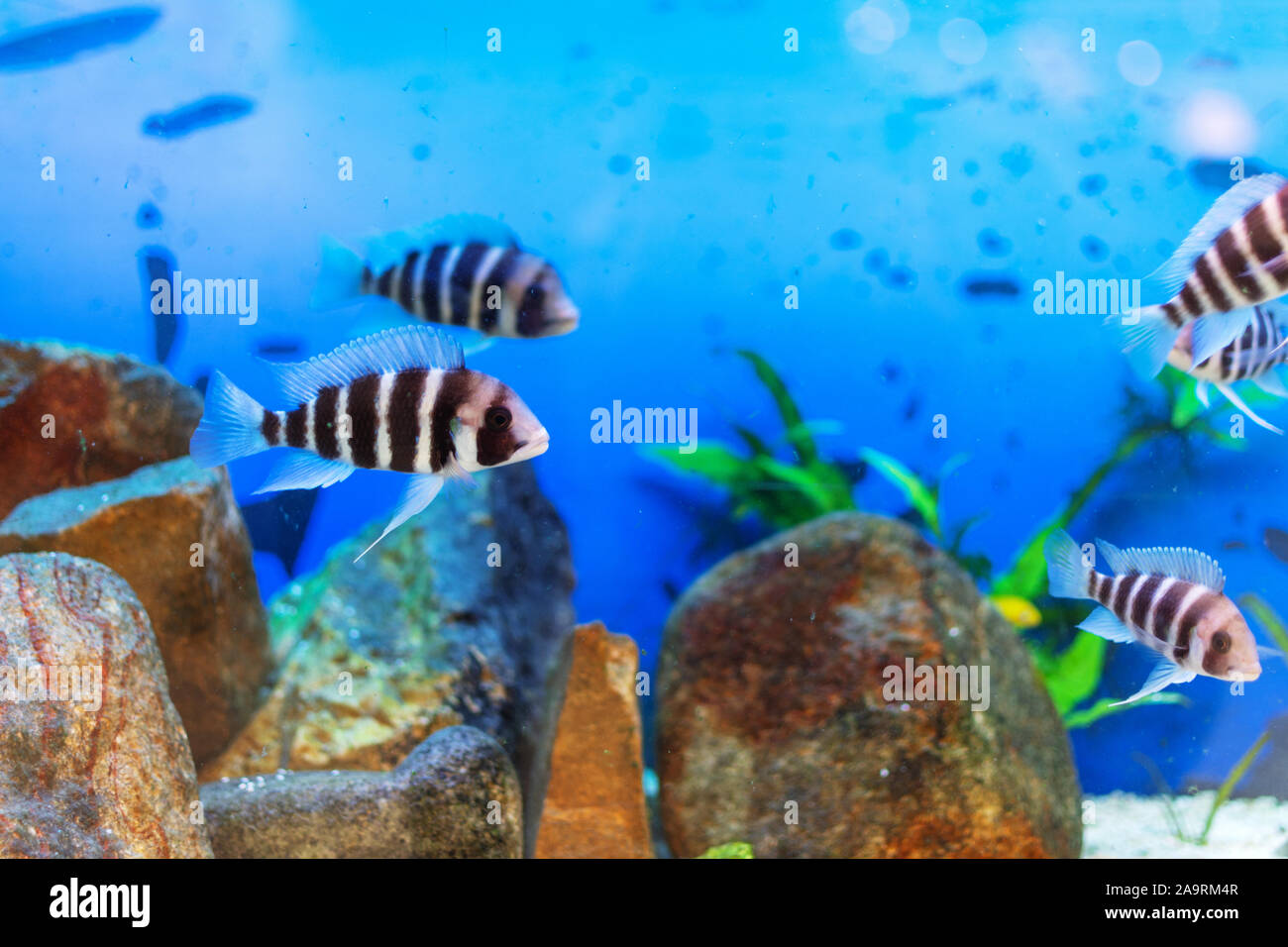 Beautiful underwater world with tropical fish. Fish swimming in clear blue water with air bubbles. Stock Photo
