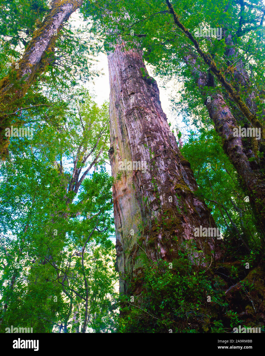 Alerce tree, Alerce andino National Park, Chile, Andes Mountains, 2,000 years old. Stock Photo