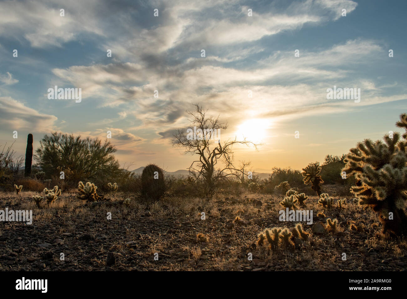 Sonora desert landscape hi-res stock photography and images - Alamy