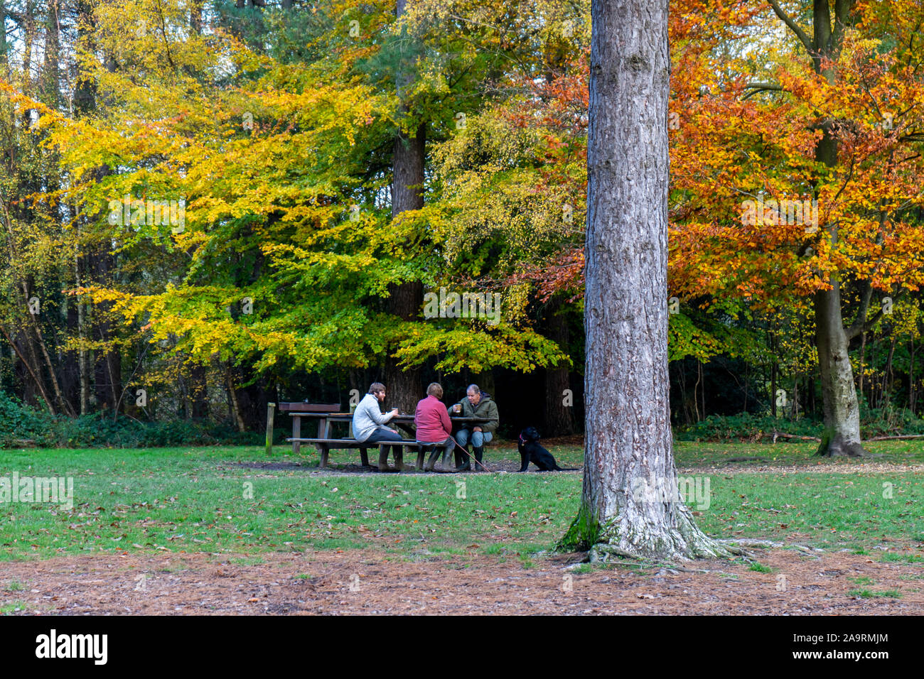A family and their dog sitting together on a picnic bench in a country park in autumn or fall, Forest of Bere, Wickham, Hampshire, UK Stock Photo