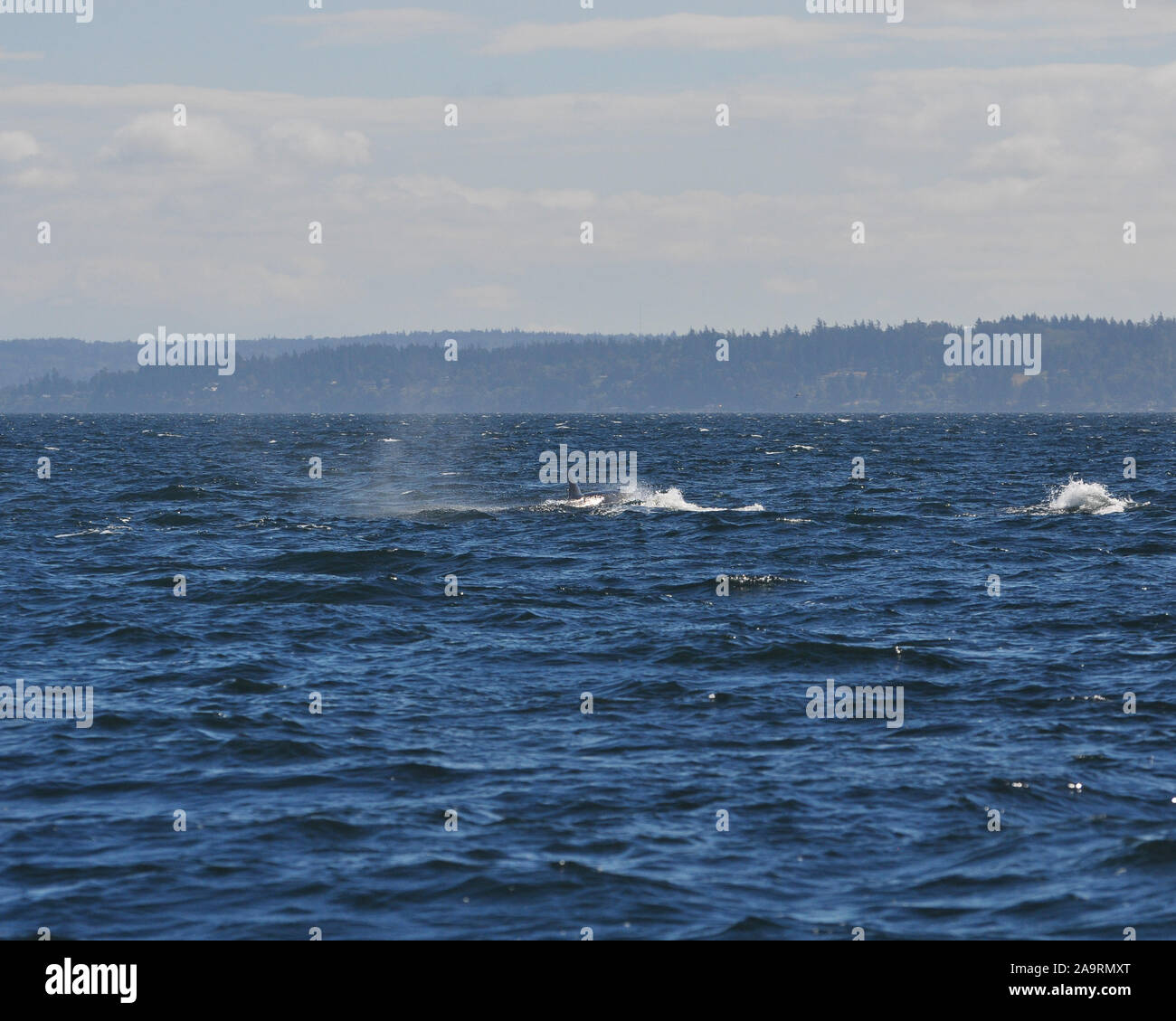 Searching for Orcas off the coast of Vancouver Stock Photo Alamy