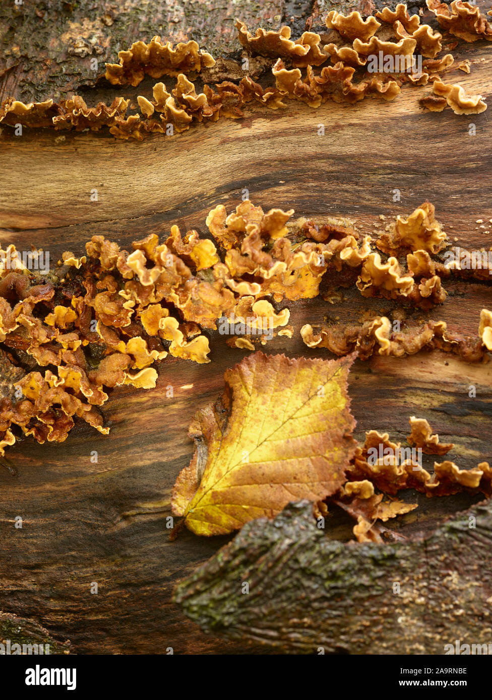 Stereum hirsutum, false turkey tail fungi on tree trunk, Surrey, England, United Kingdom, Europe Stock Photo