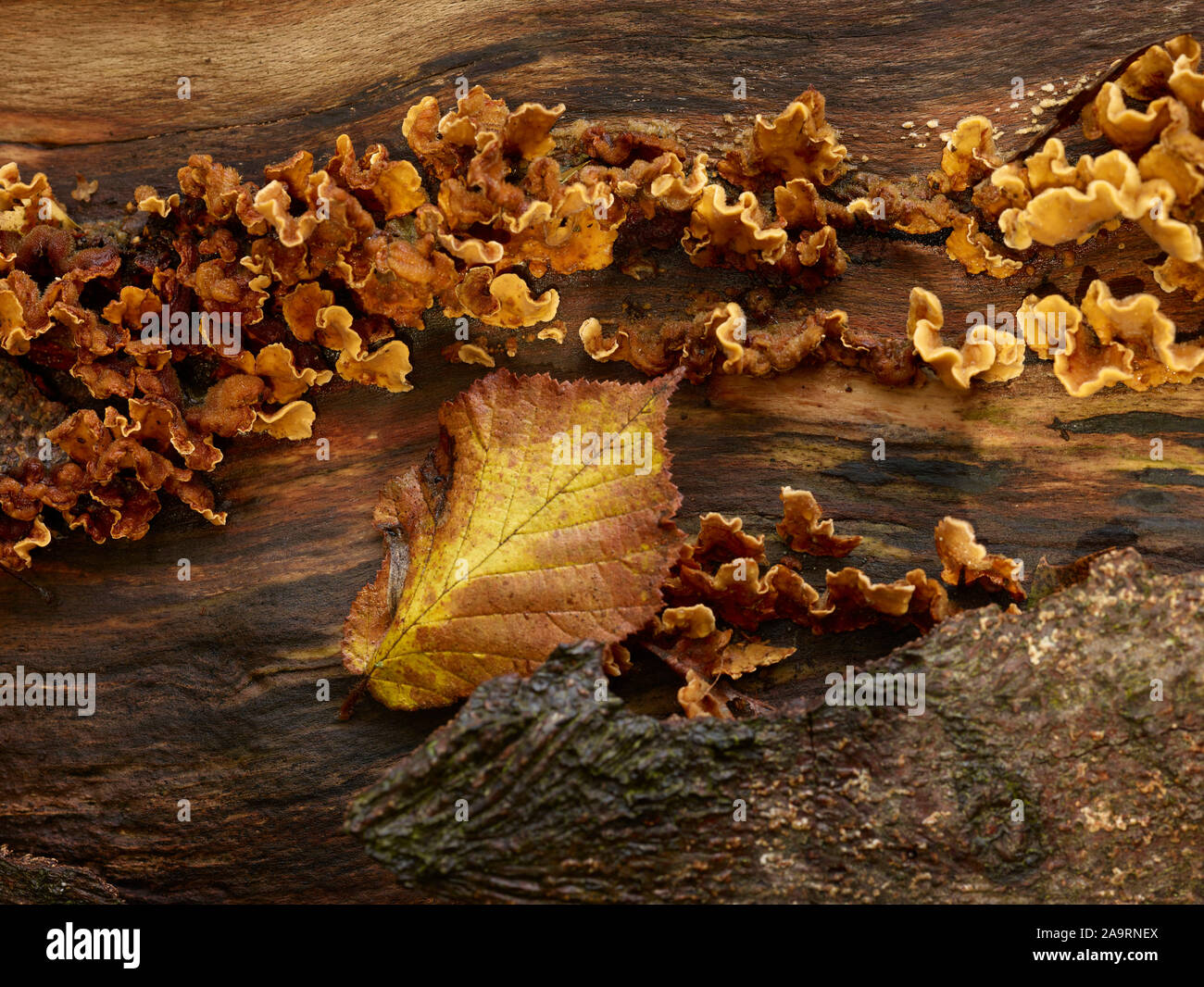 Stereum hirsutum, false turkey tail fungi on tree trunk, Surrey, England, United Kingdom, Europe Stock Photo