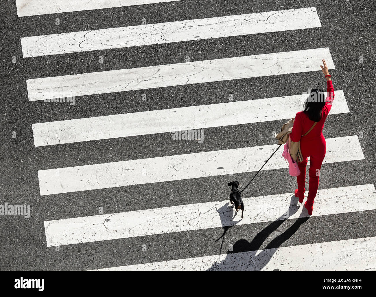 Woman in red walking small dog crossing road on pedestrian crossing. Stock Photo
