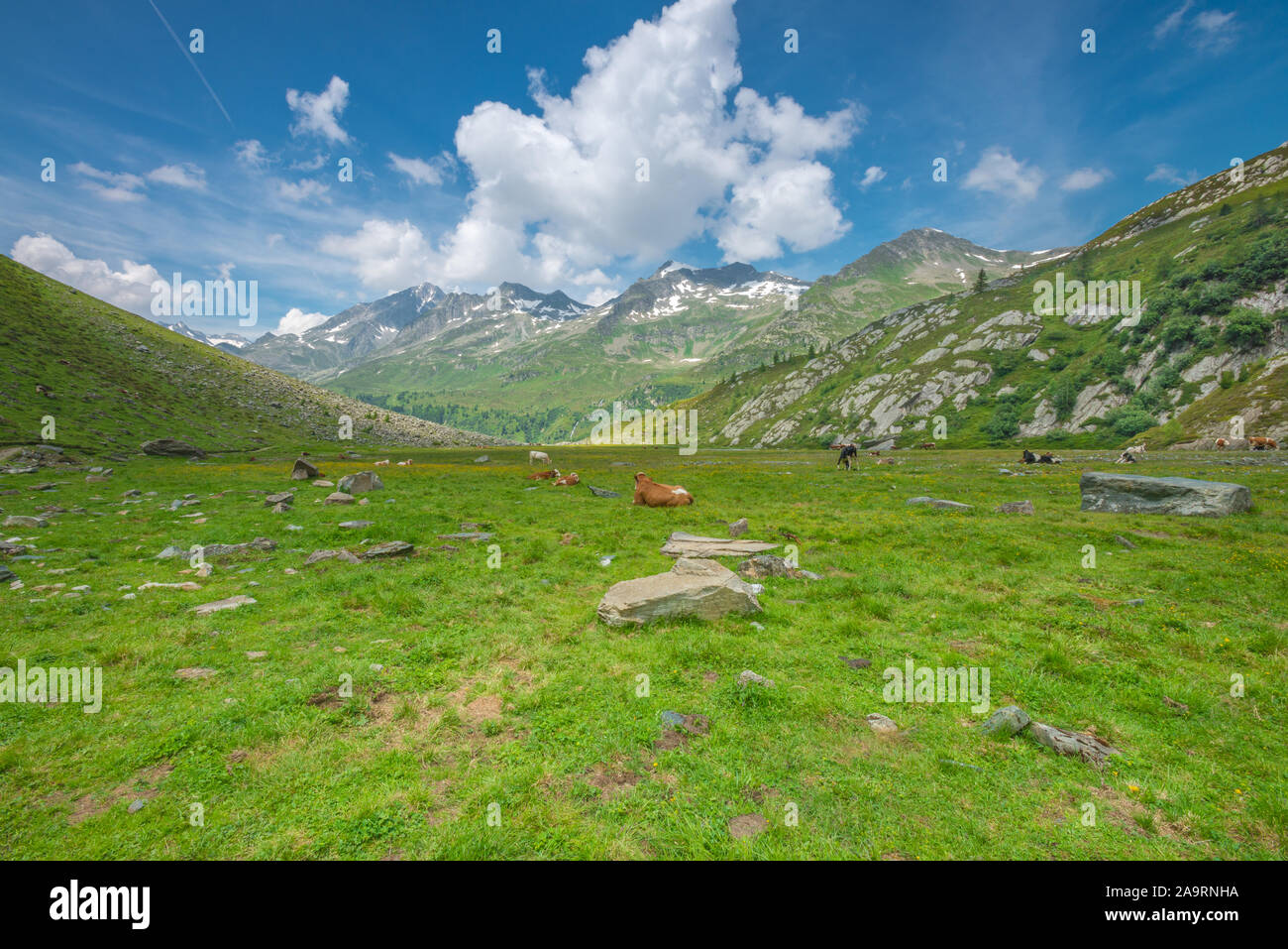 Free ranging cows, cattle grazing on alpine pasture. Cows in alpine meadow surrounded by mountains. Typical Italian mountain cows. Stock Photo