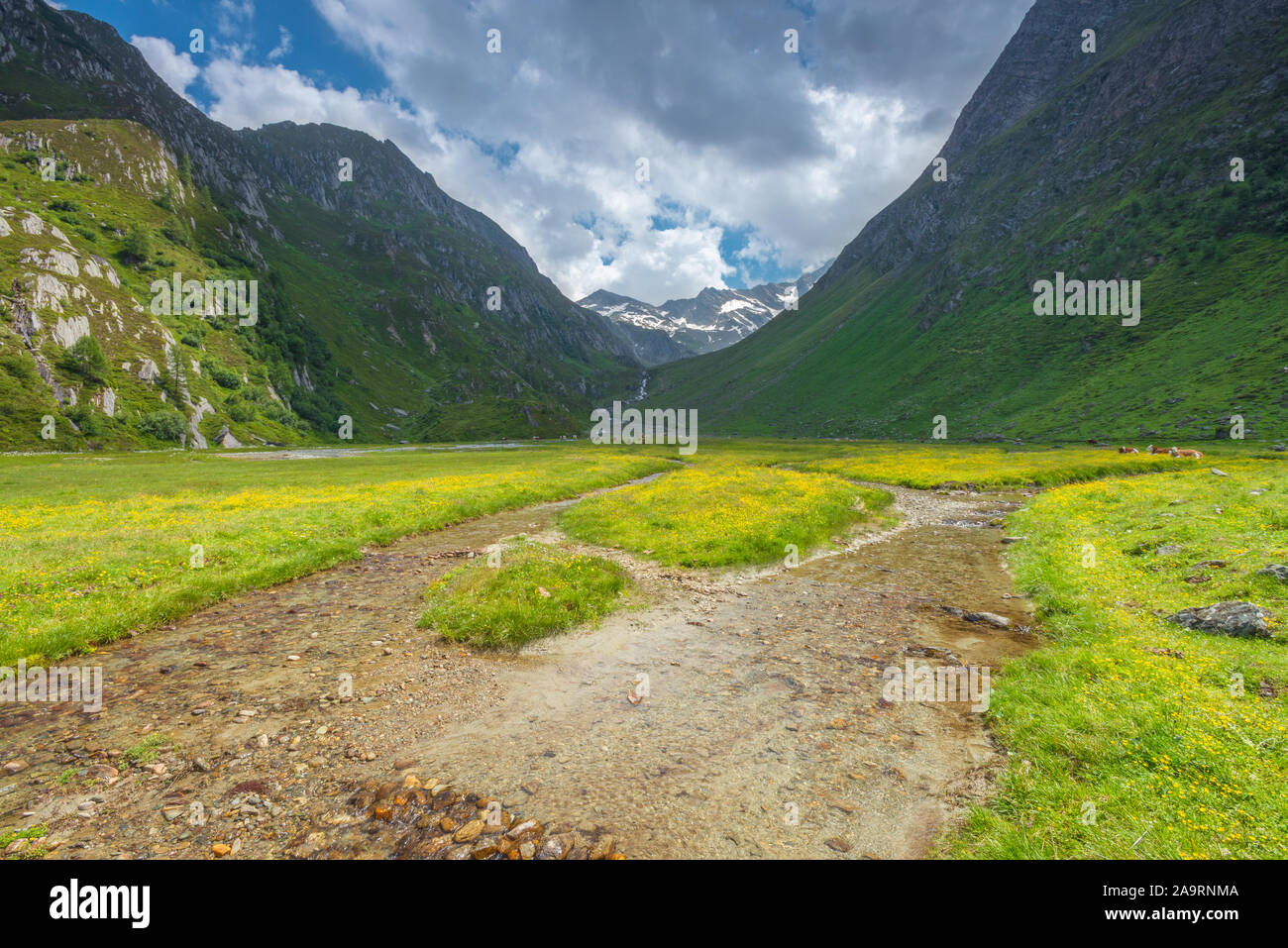 Beautiful alpine meadow carpeted with yellow wildflowers and crossed by a glacial stream. Idyllic mountain valley with flowers, shadowy mountains. Stock Photo