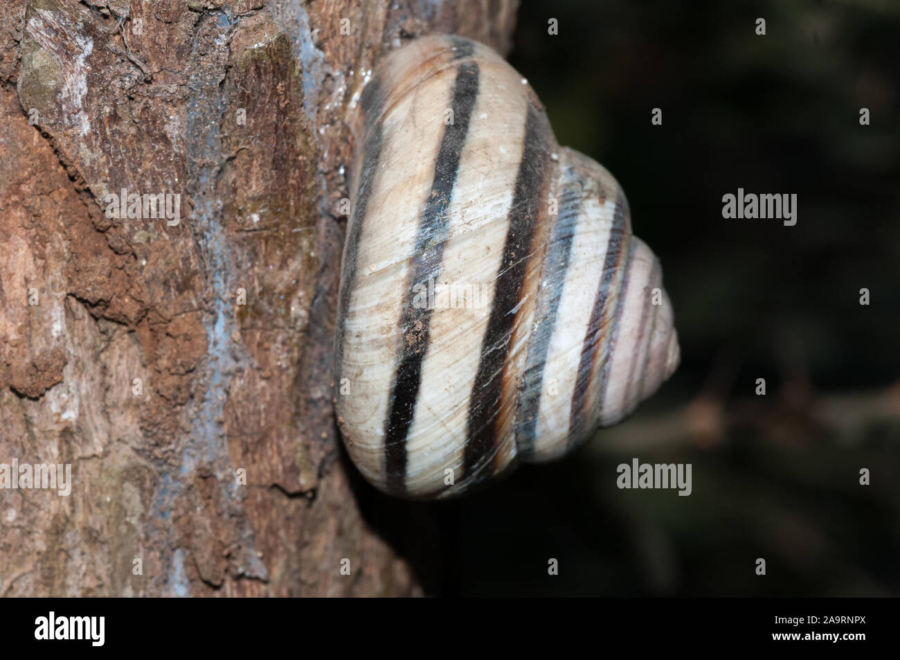 land snail, Asperitas inquinata, attached to a tree, Bali, Indonesia Stock Photo